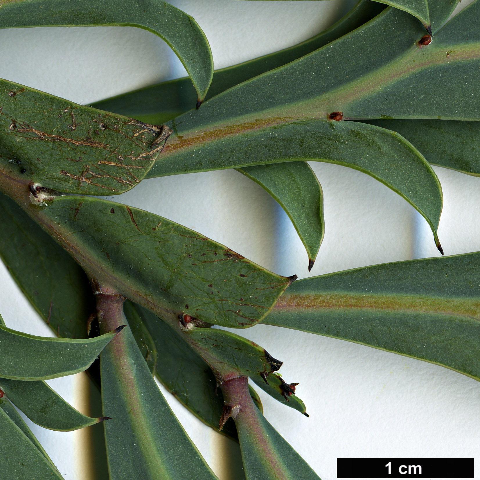 High resolution image: Family: Fabaceae - Genus: Acacia - Taxon: glaucoptera