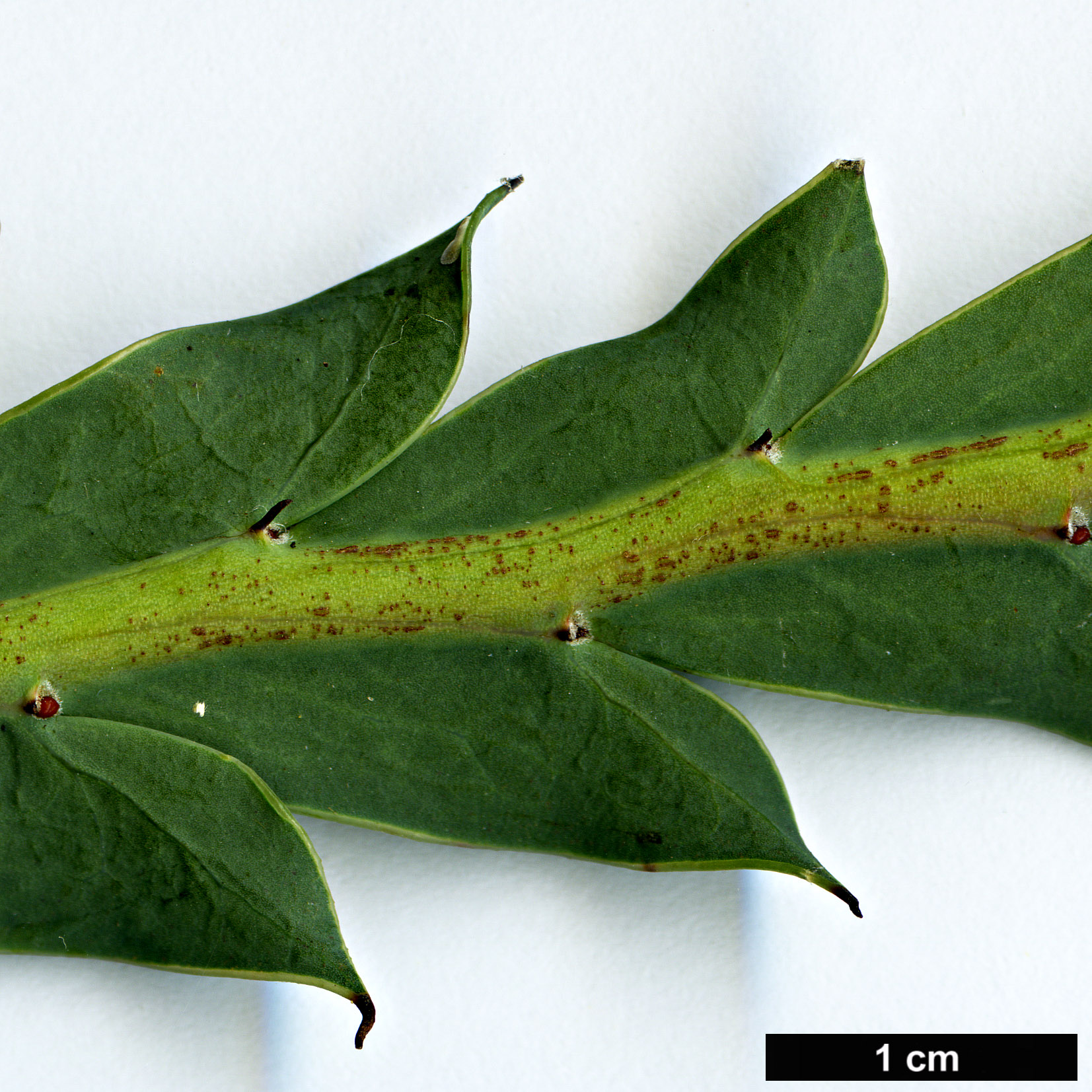High resolution image: Family: Fabaceae - Genus: Acacia - Taxon: glaucoptera