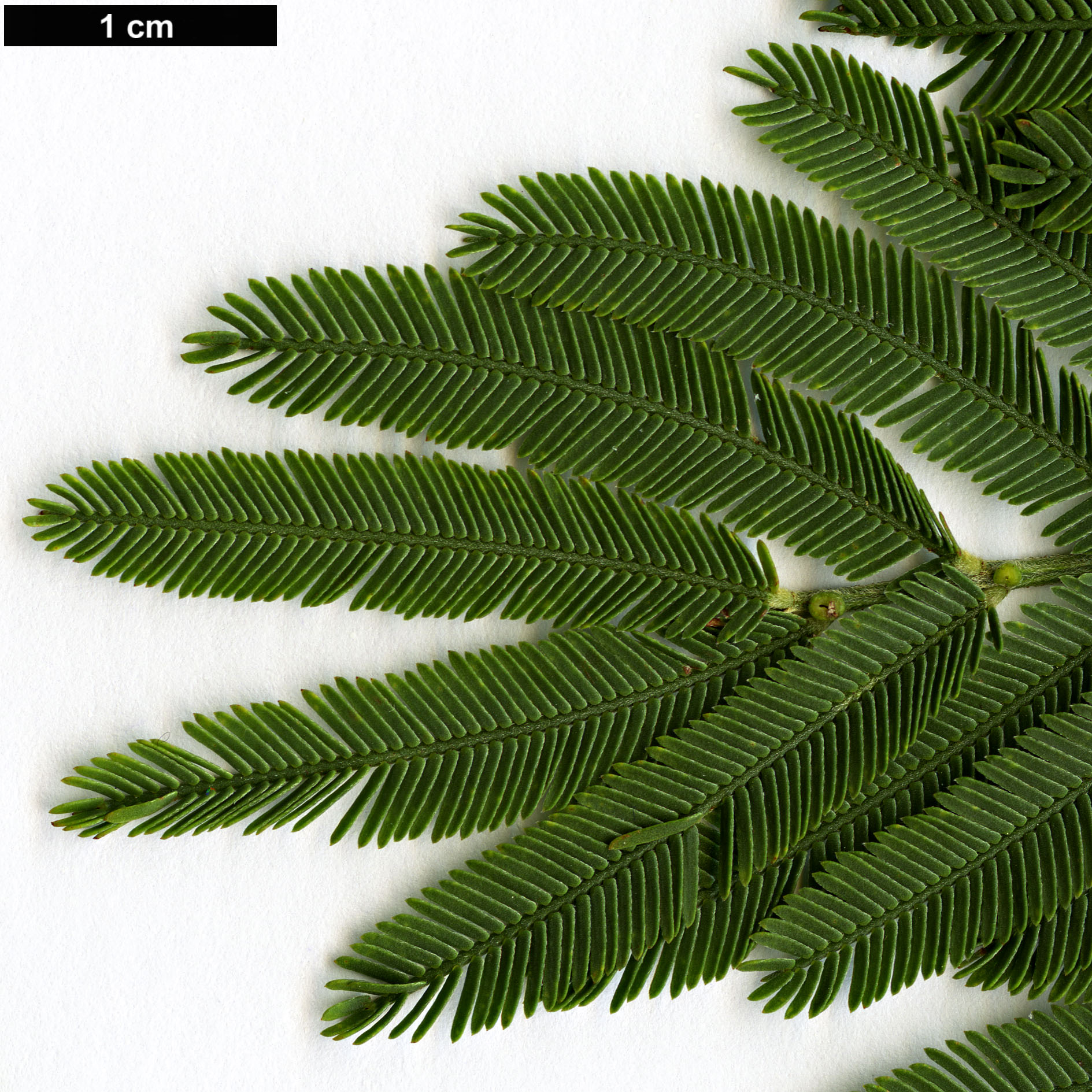 High resolution image: Family: Fabaceae - Genus: Acacia - Taxon: irrorata