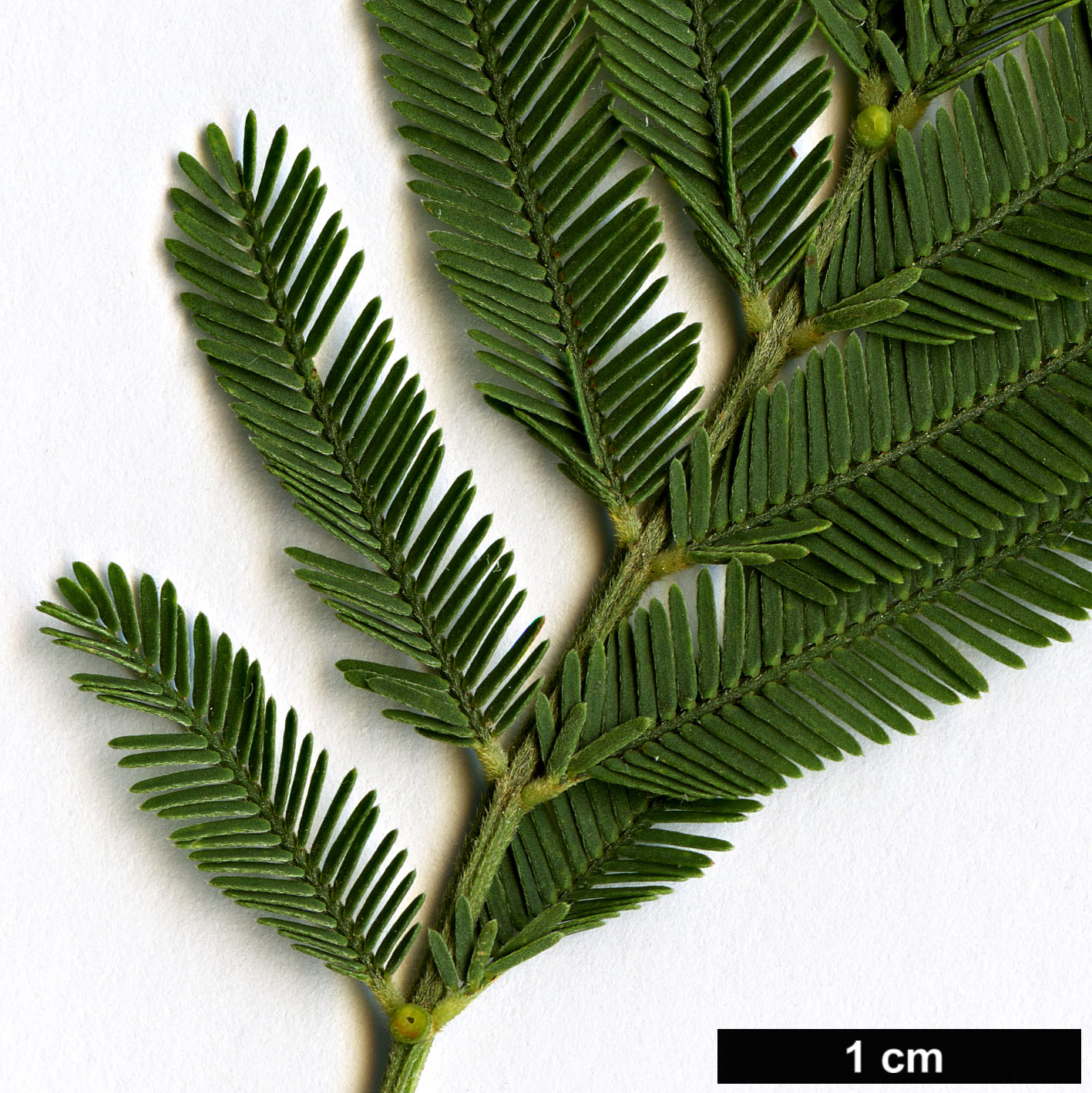 High resolution image: Family: Fabaceae - Genus: Acacia - Taxon: irrorata