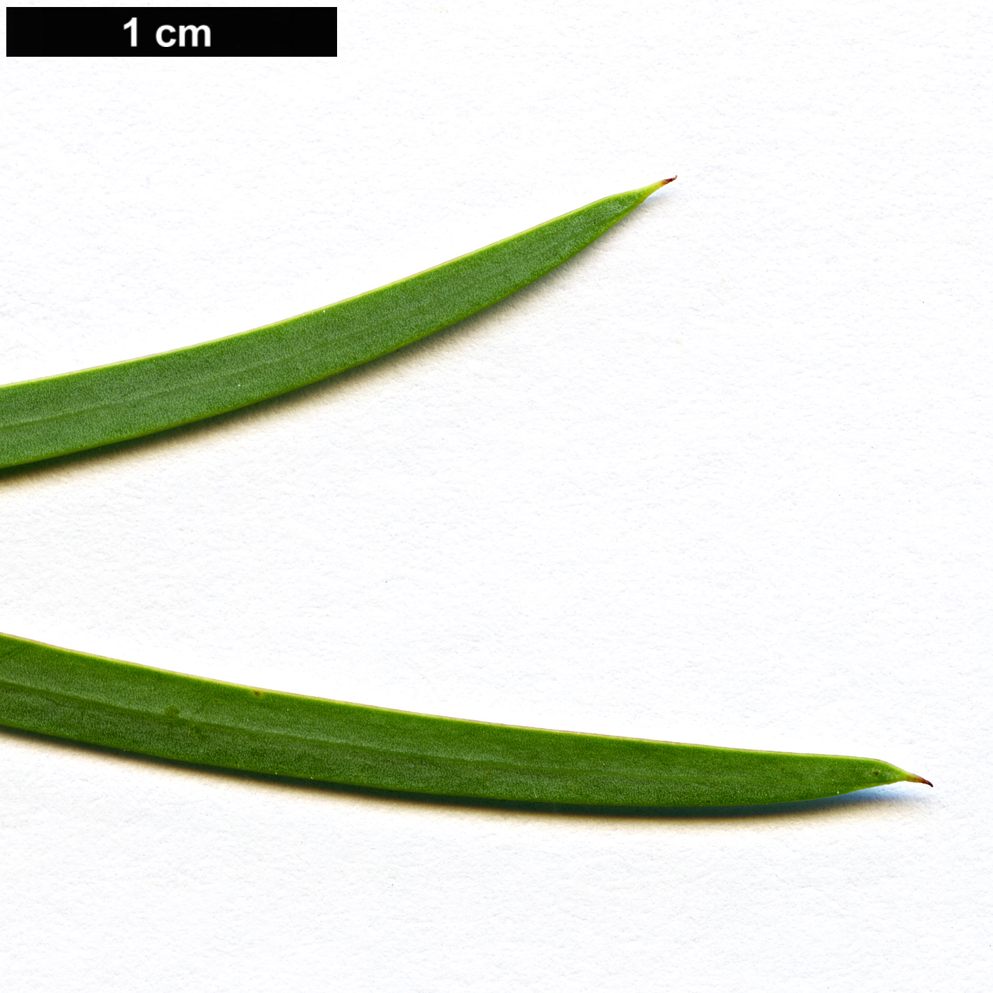 High resolution image: Family: Fabaceae - Genus: Acacia - Taxon: iteaphylla