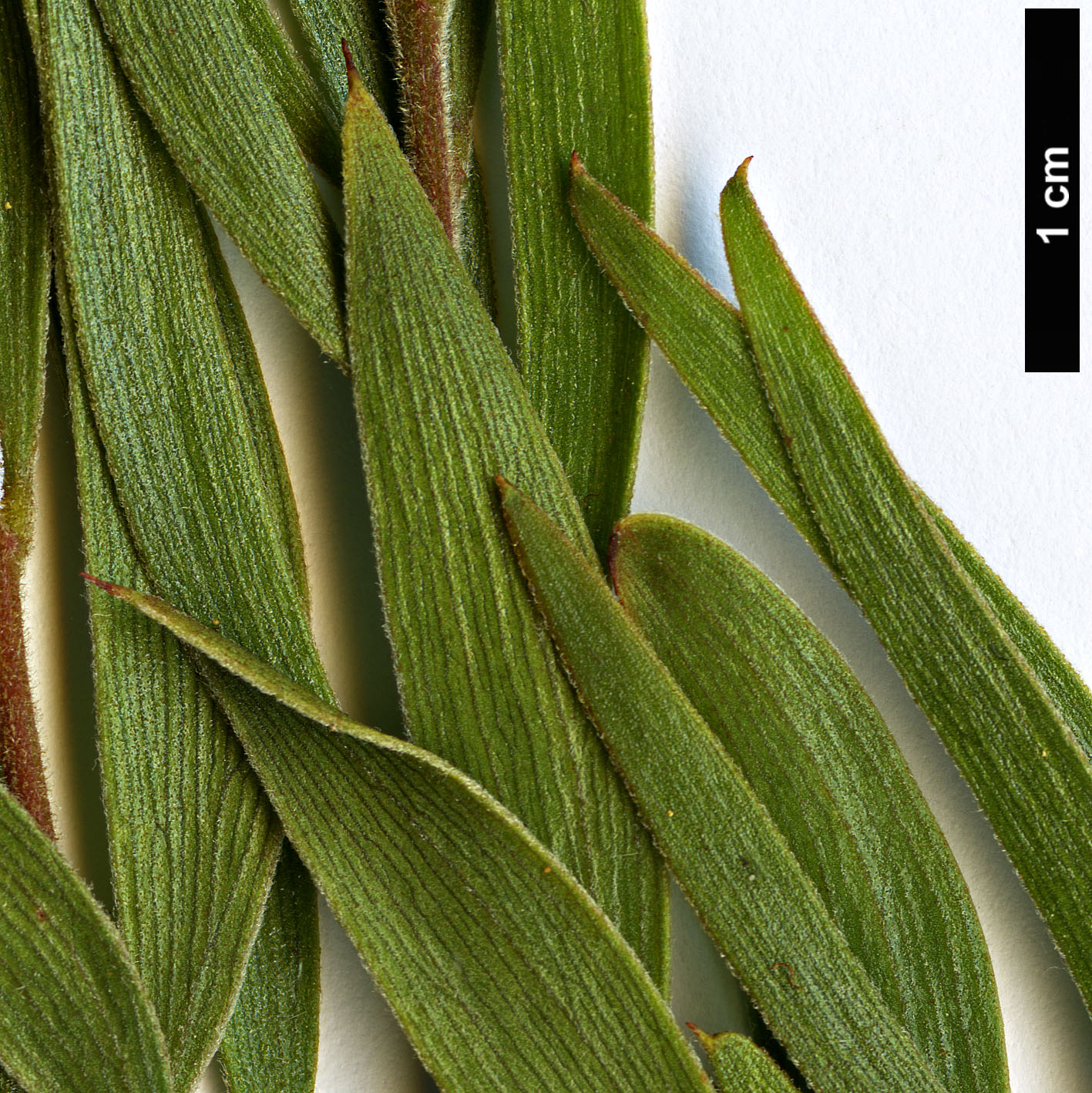 High resolution image: Family: Fabaceae - Genus: Acacia - Taxon: lanigera