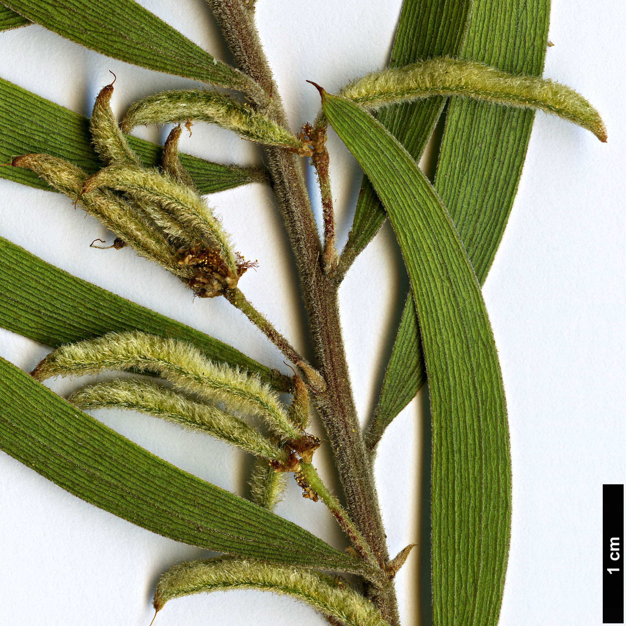 High resolution image: Family: Fabaceae - Genus: Acacia - Taxon: lanigera
