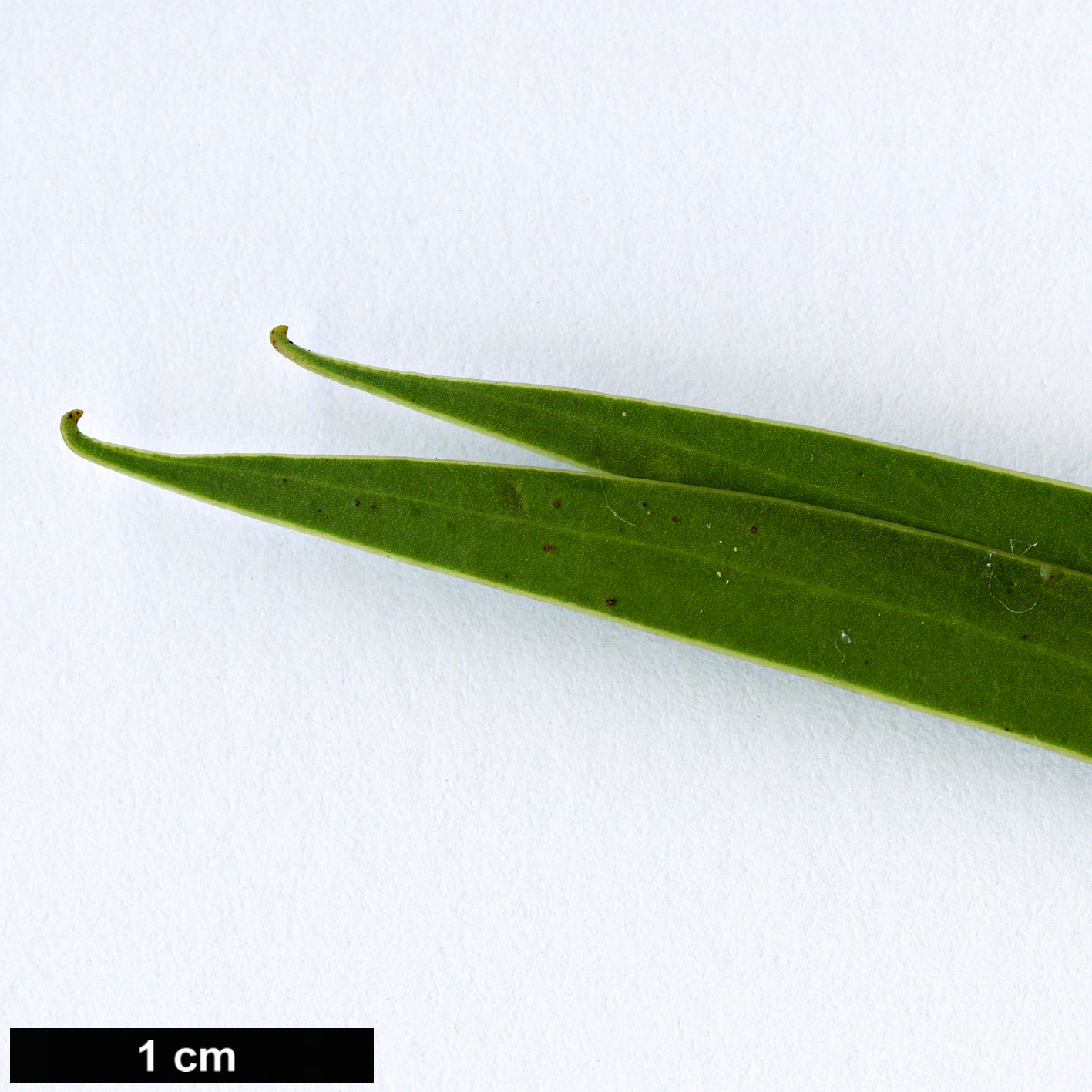 High resolution image: Family: Fabaceae - Genus: Acacia - Taxon: leiophylla