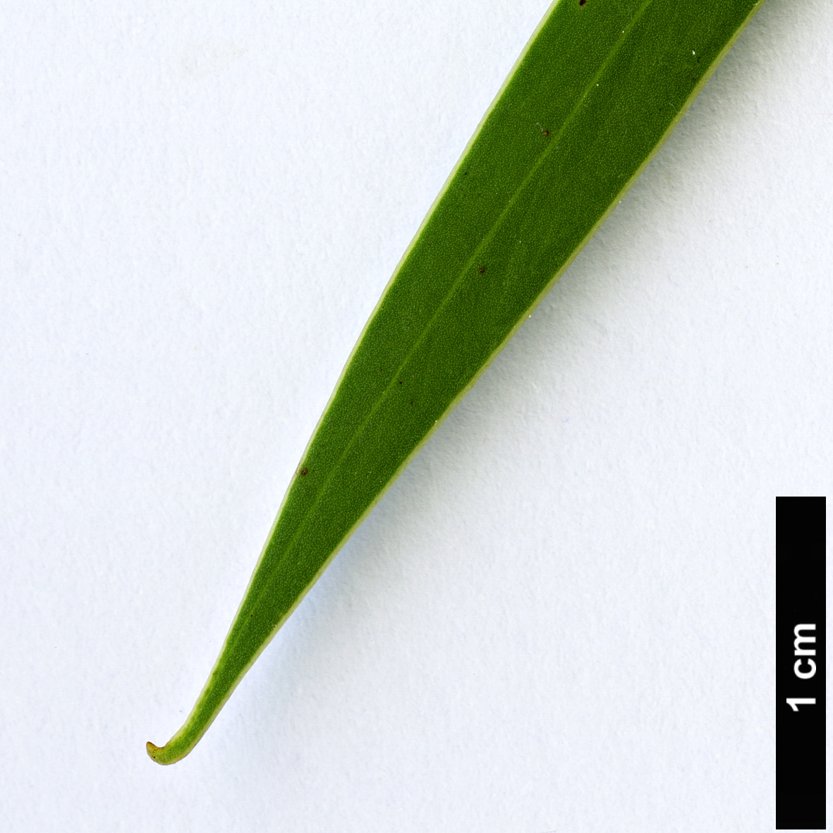 High resolution image: Family: Fabaceae - Genus: Acacia - Taxon: leiophylla