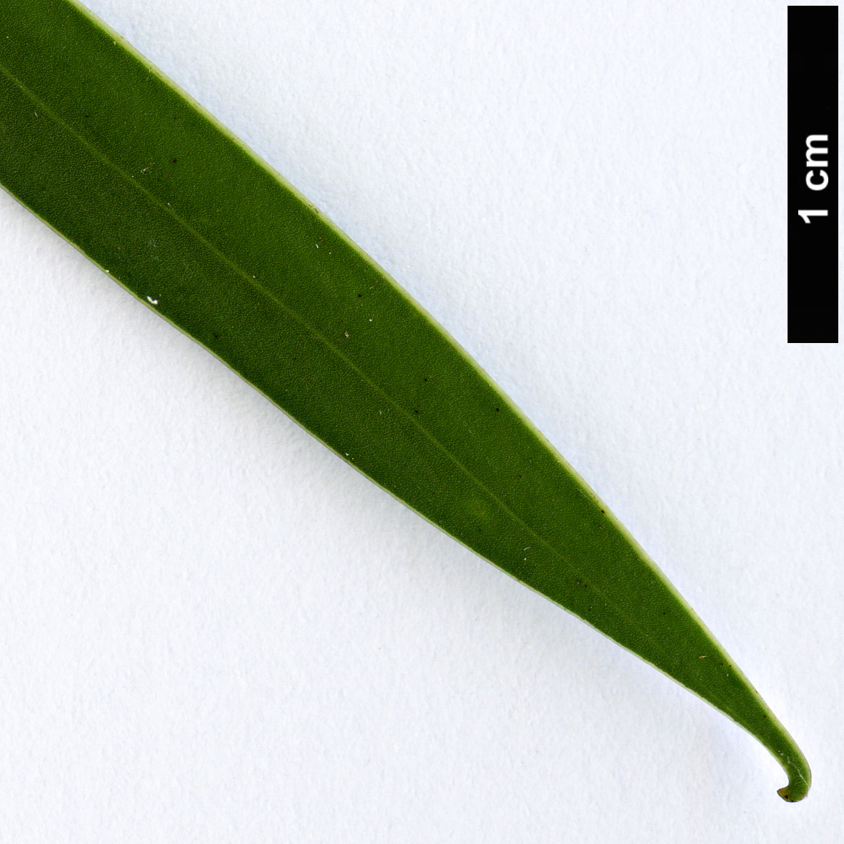 High resolution image: Family: Fabaceae - Genus: Acacia - Taxon: leiophylla