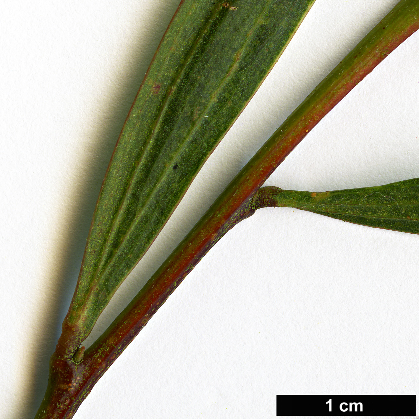 High resolution image: Family: Fabaceae - Genus: Acacia - Taxon: longifolia