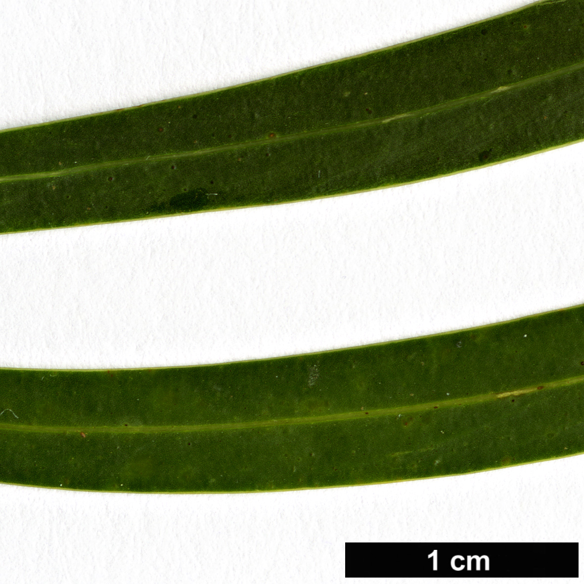 High resolution image: Family: Fabaceae - Genus: Acacia - Taxon: mabellae
