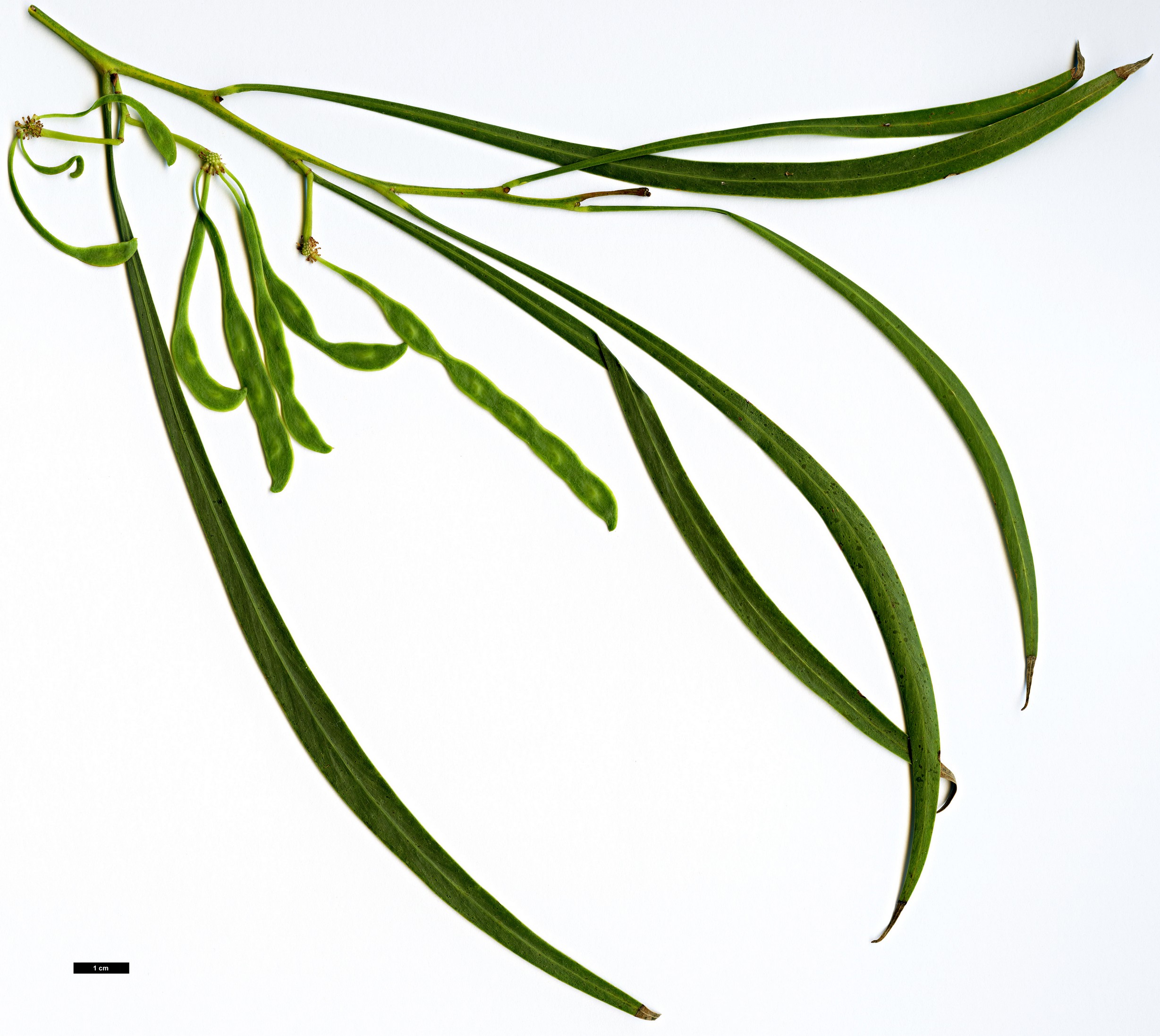 High resolution image: Family: Fabaceae - Genus: Acacia - Taxon: mabellae