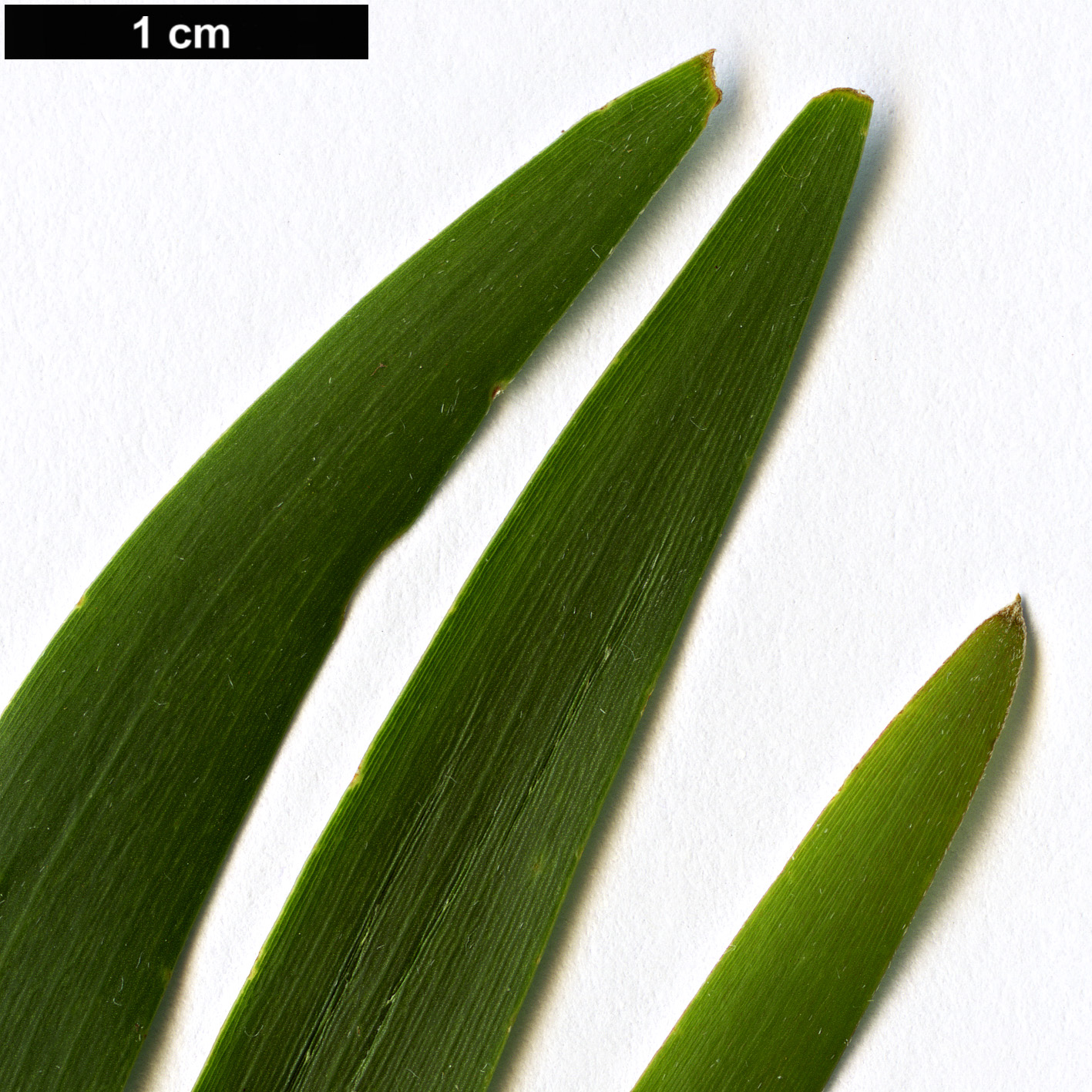 High resolution image: Family: Fabaceae - Genus: Acacia - Taxon: maidenii