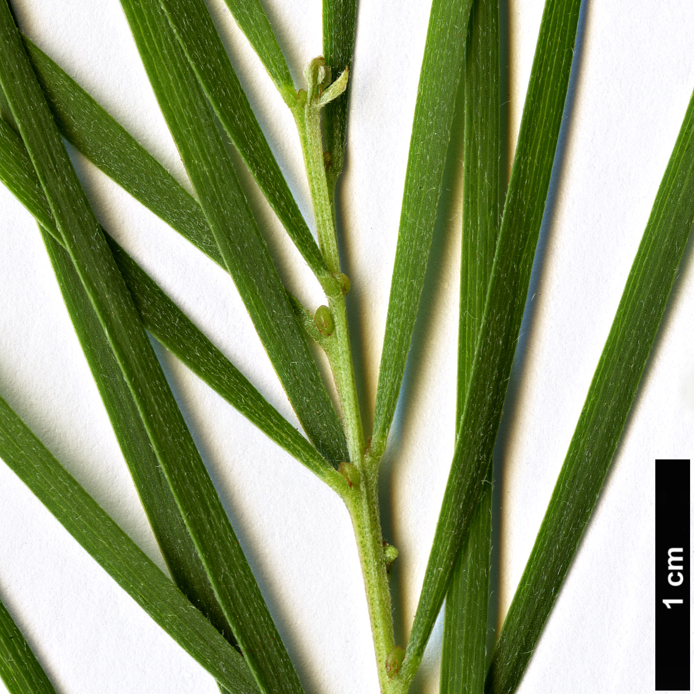 High resolution image: Family: Fabaceae - Genus: Acacia - Taxon: mucronata