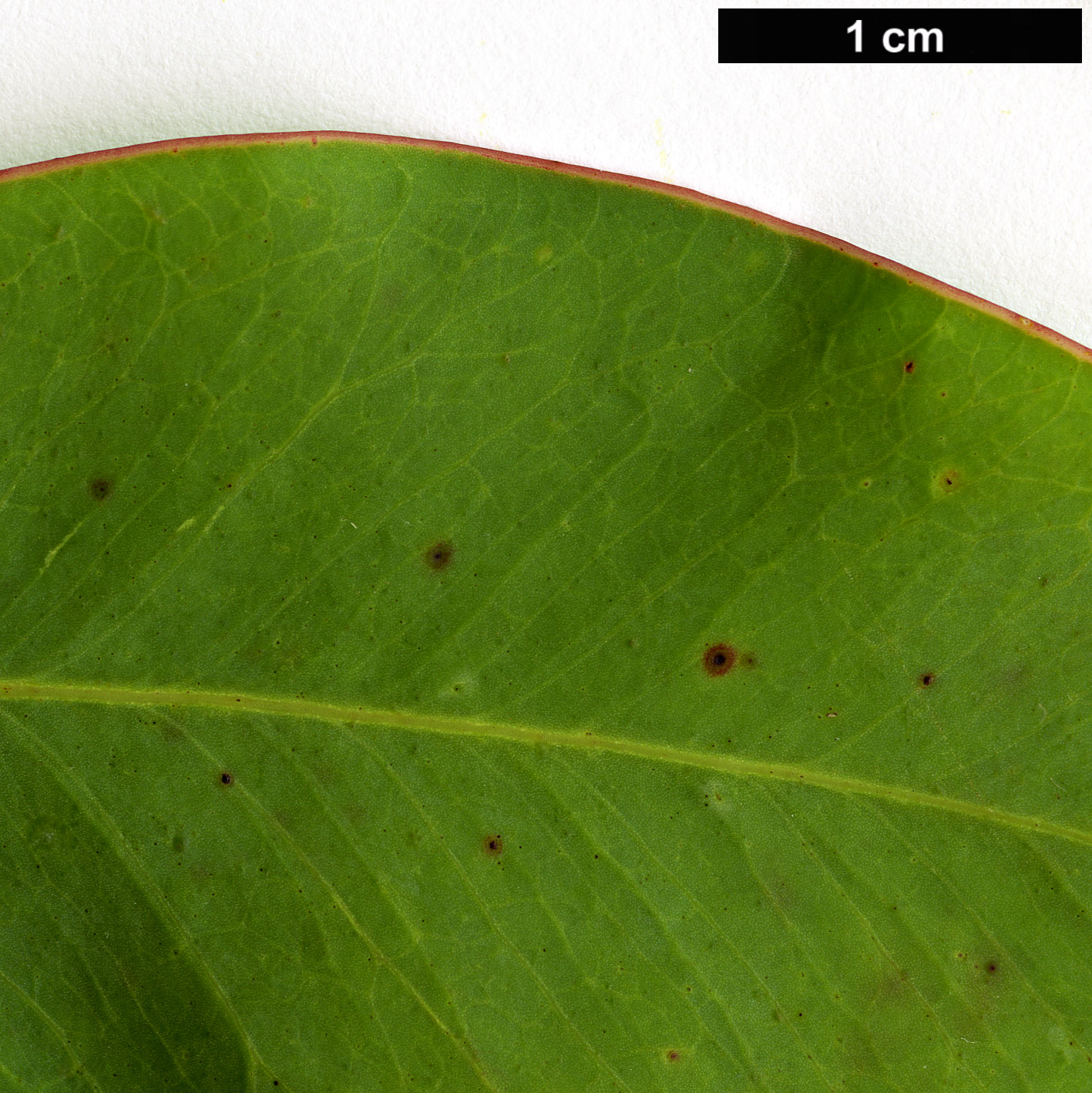 High resolution image: Family: Fabaceae - Genus: Acacia - Taxon: obliquinervia