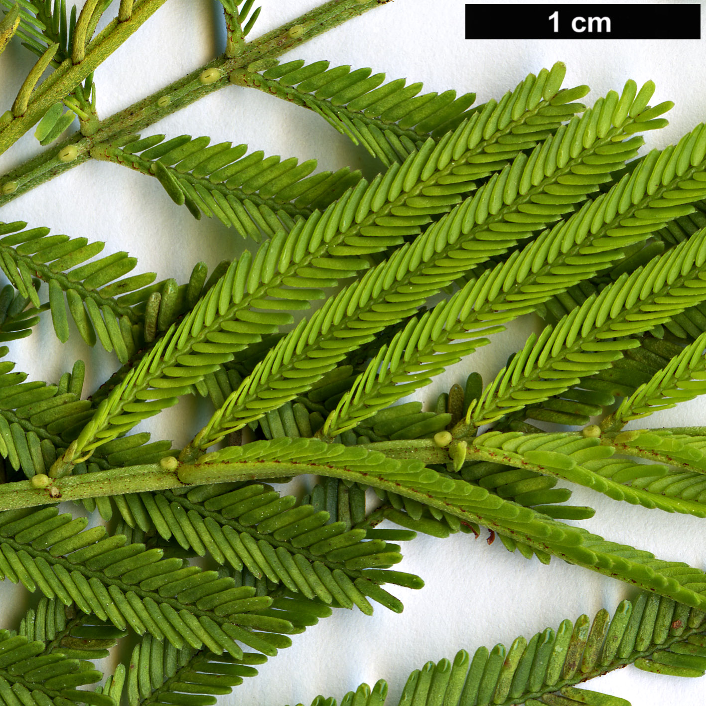 High resolution image: Family: Fabaceae - Genus: Acacia - Taxon: parramattensis