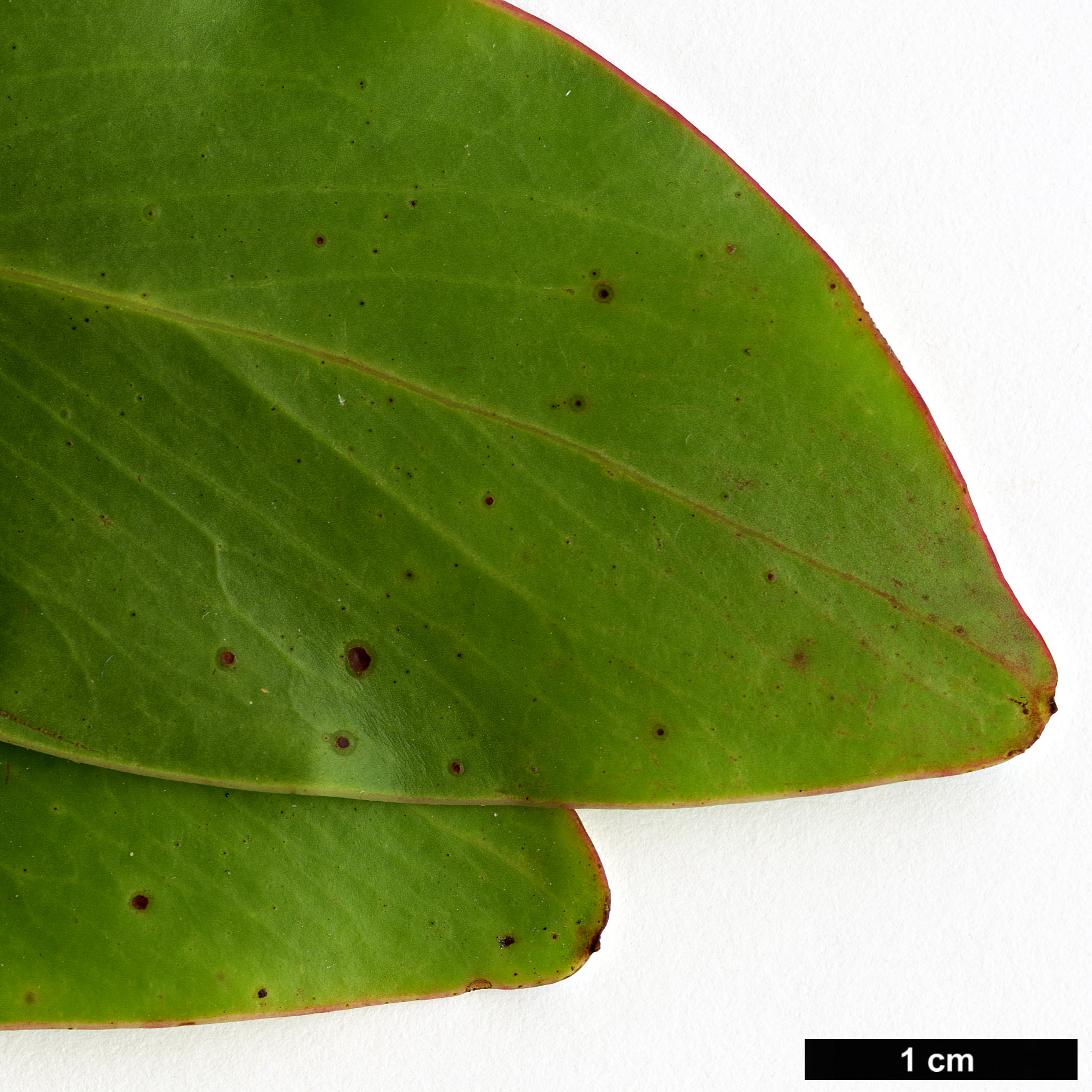 High resolution image: Family: Fabaceae - Genus: Acacia - Taxon: pycnantha