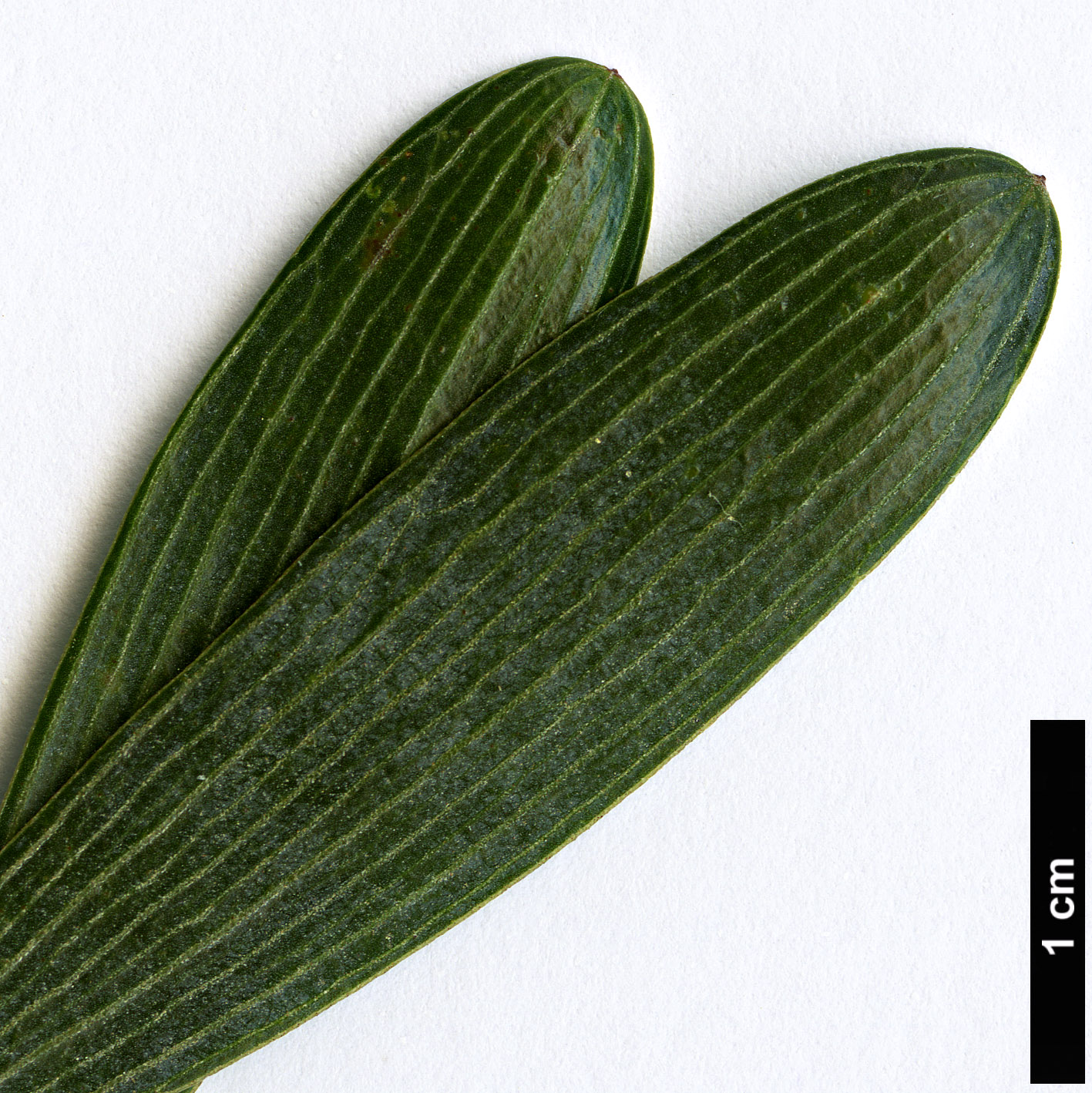 High resolution image: Family: Fabaceae - Genus: Acacia - Taxon: redolens