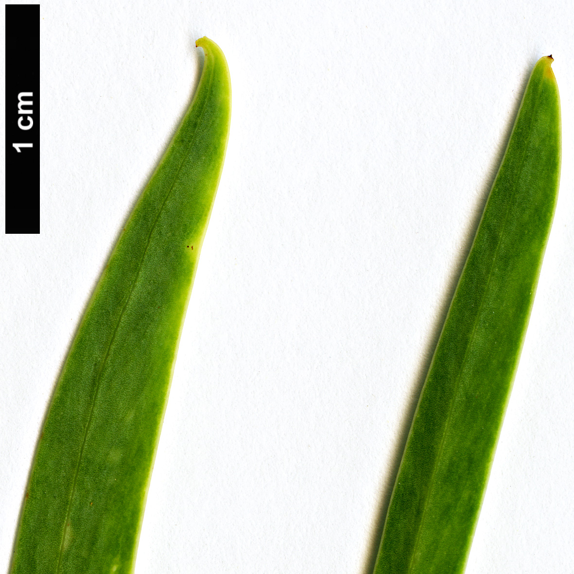 High resolution image: Family: Fabaceae - Genus: Acacia - Taxon: retinodes
