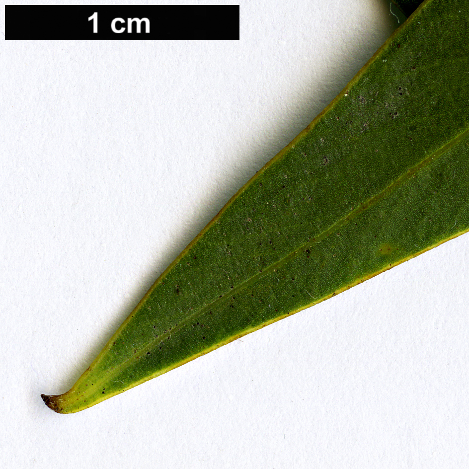 High resolution image: Family: Fabaceae - Genus: Acacia - Taxon: saligna