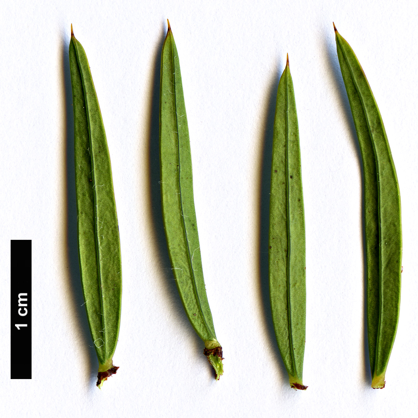 High resolution image: Family: Fabaceae - Genus: Acacia - Taxon: siculiformis