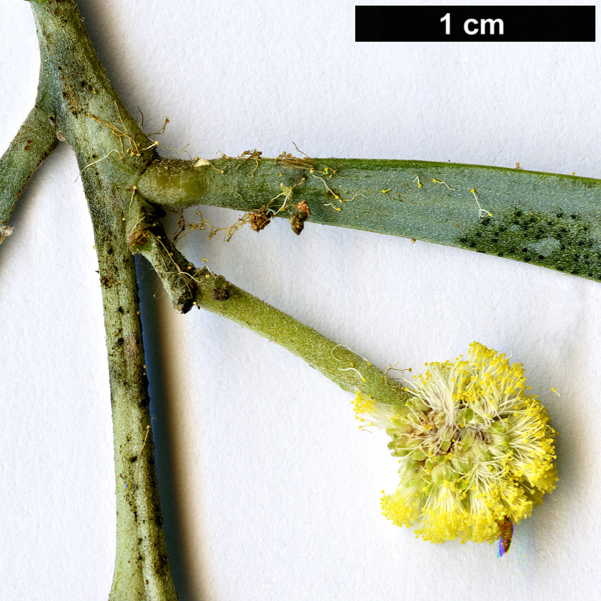 High resolution image: Family: Fabaceae - Genus: Acacia - Taxon: stenophylla