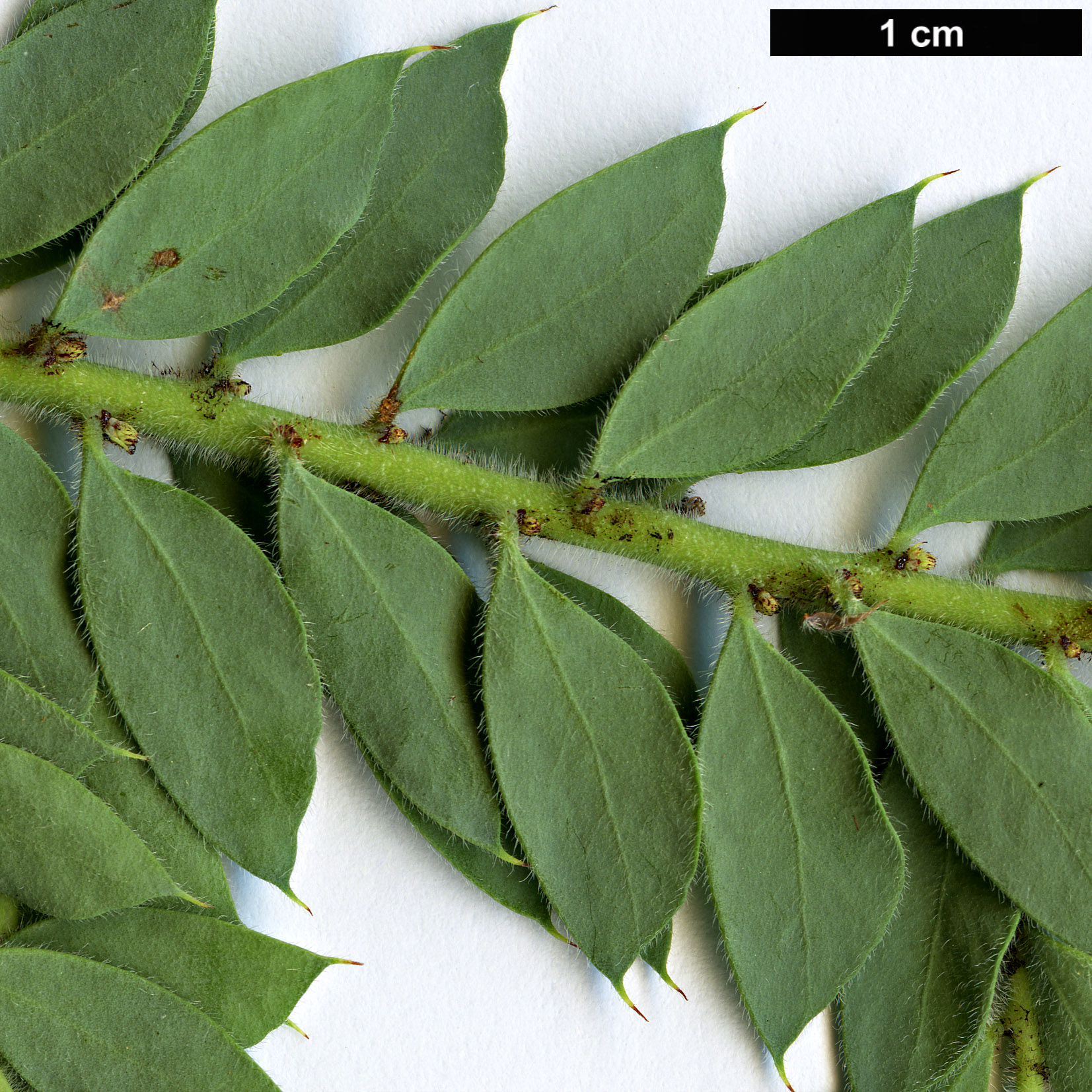 High resolution image: Family: Fabaceae - Genus: Acacia - Taxon: vestita