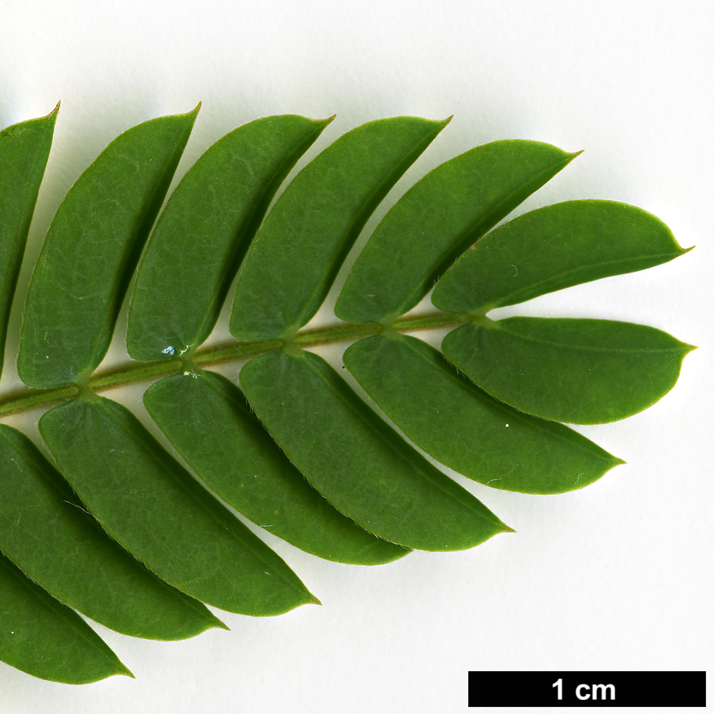 High resolution image: Family: Fabaceae - Genus: Albizia - Taxon: julibrissin