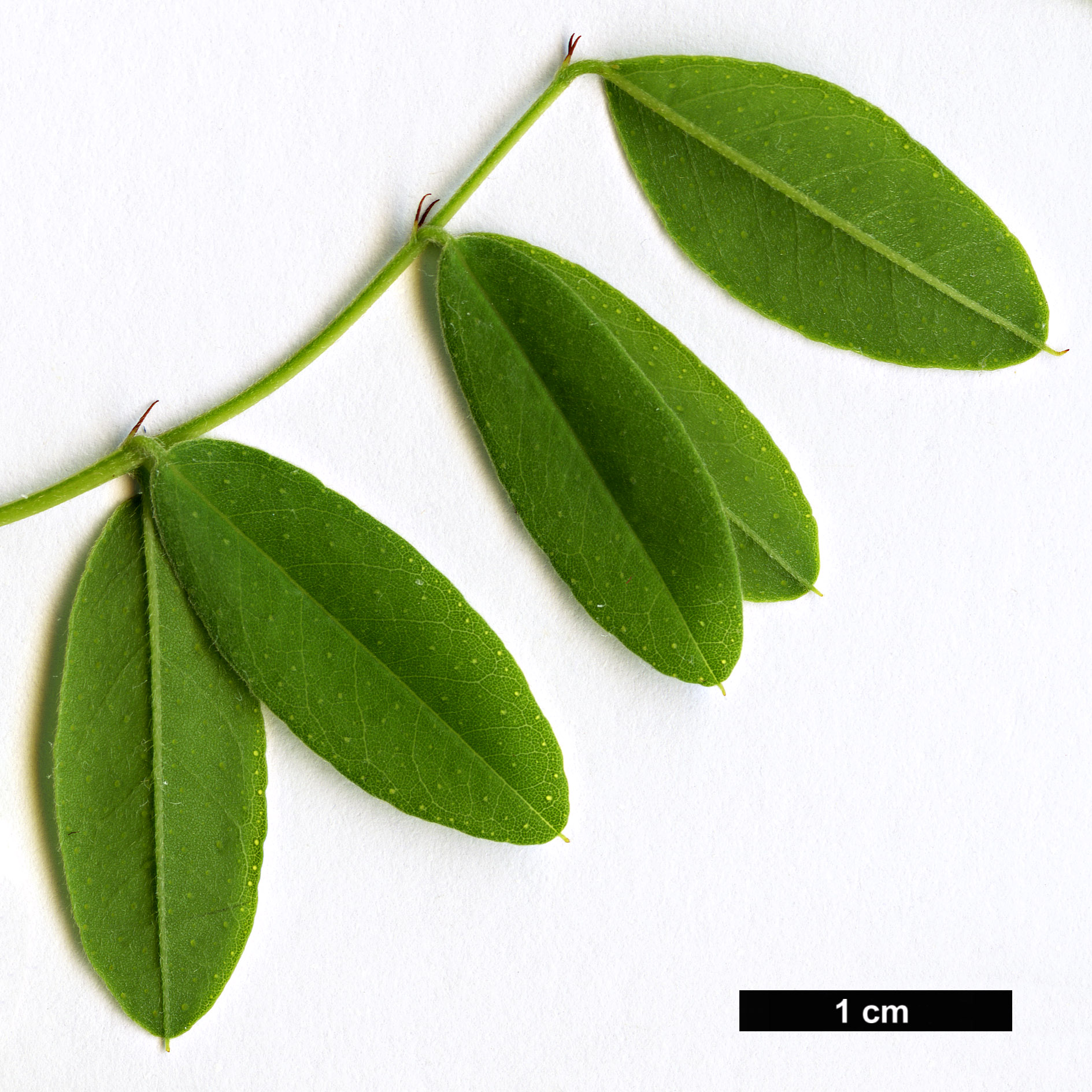 High resolution image: Family: Fabaceae - Genus: Amorpha - Taxon: glabra