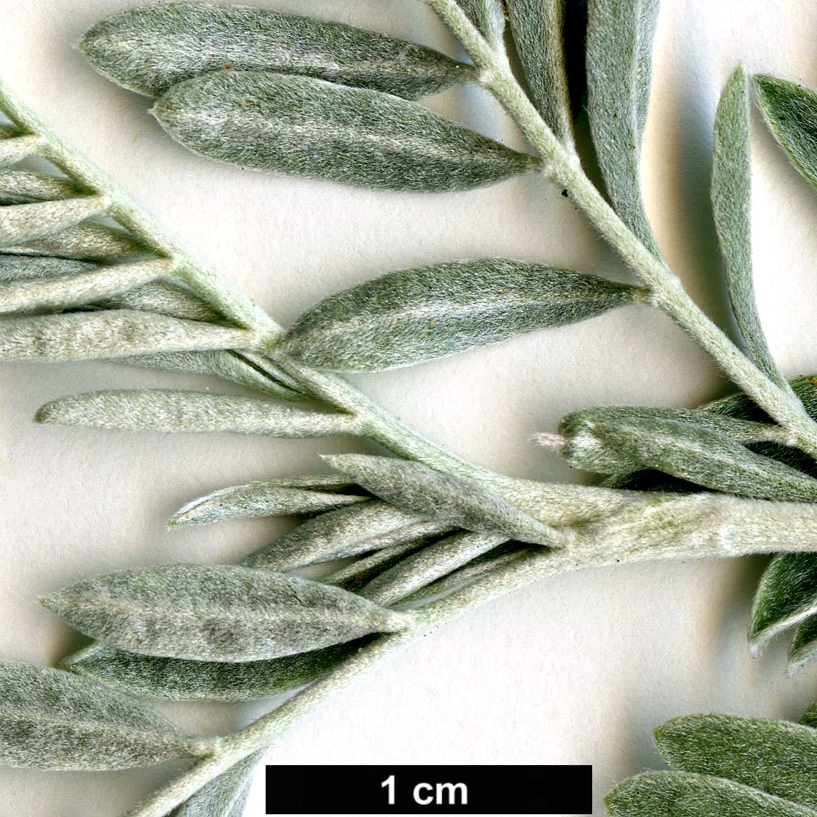 High resolution image: Family: Fabaceae - Genus: Anthyllis - Taxon: barba-jovis