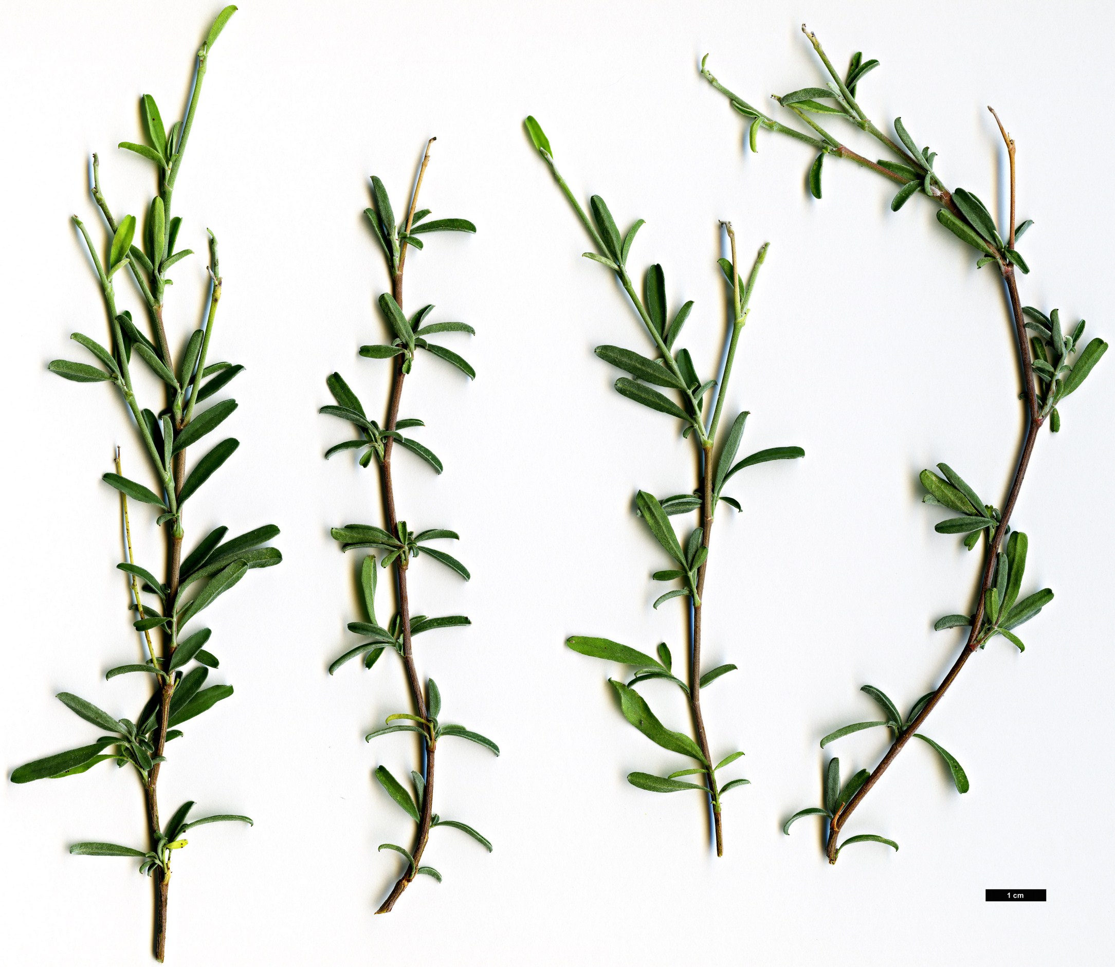 High resolution image: Family: Fabaceae - Genus: Anthyllis - Taxon: hermanniae