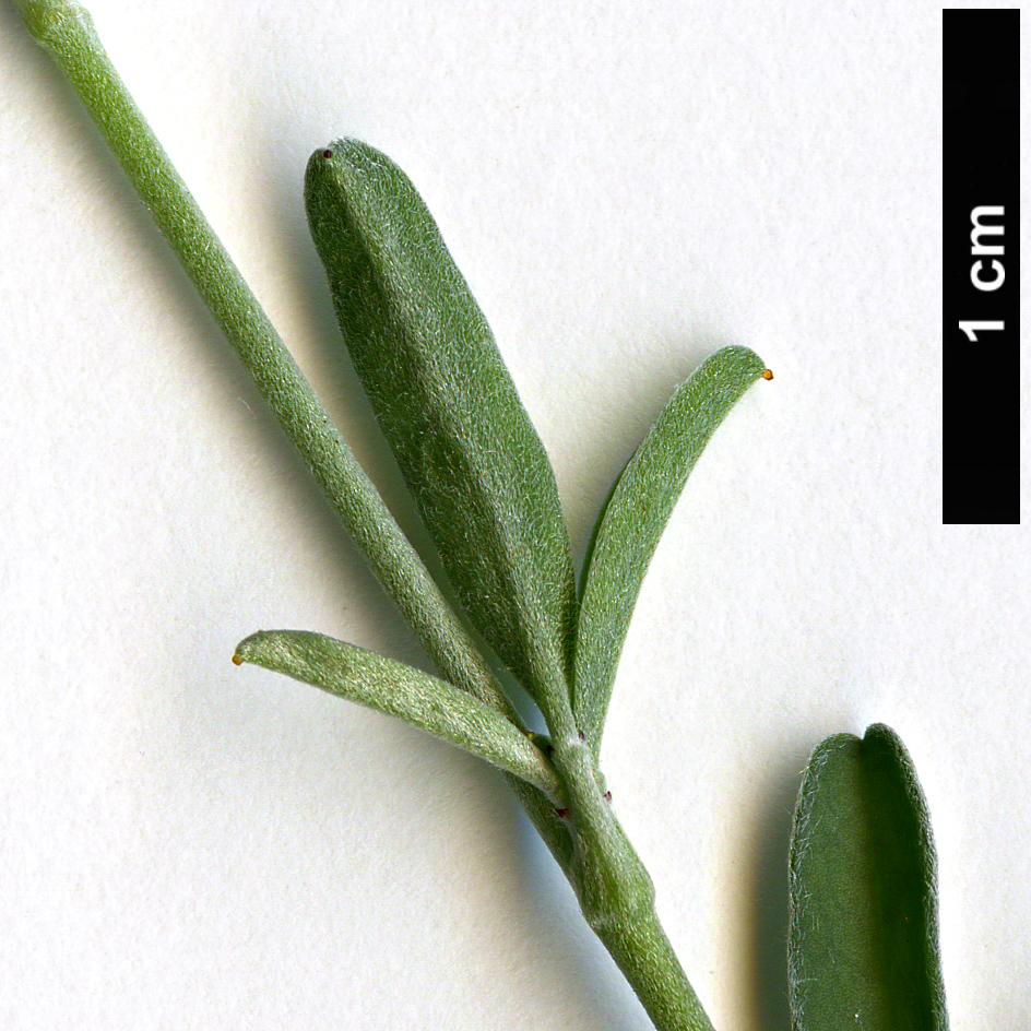 High resolution image: Family: Fabaceae - Genus: Anthyllis - Taxon: hermanniae