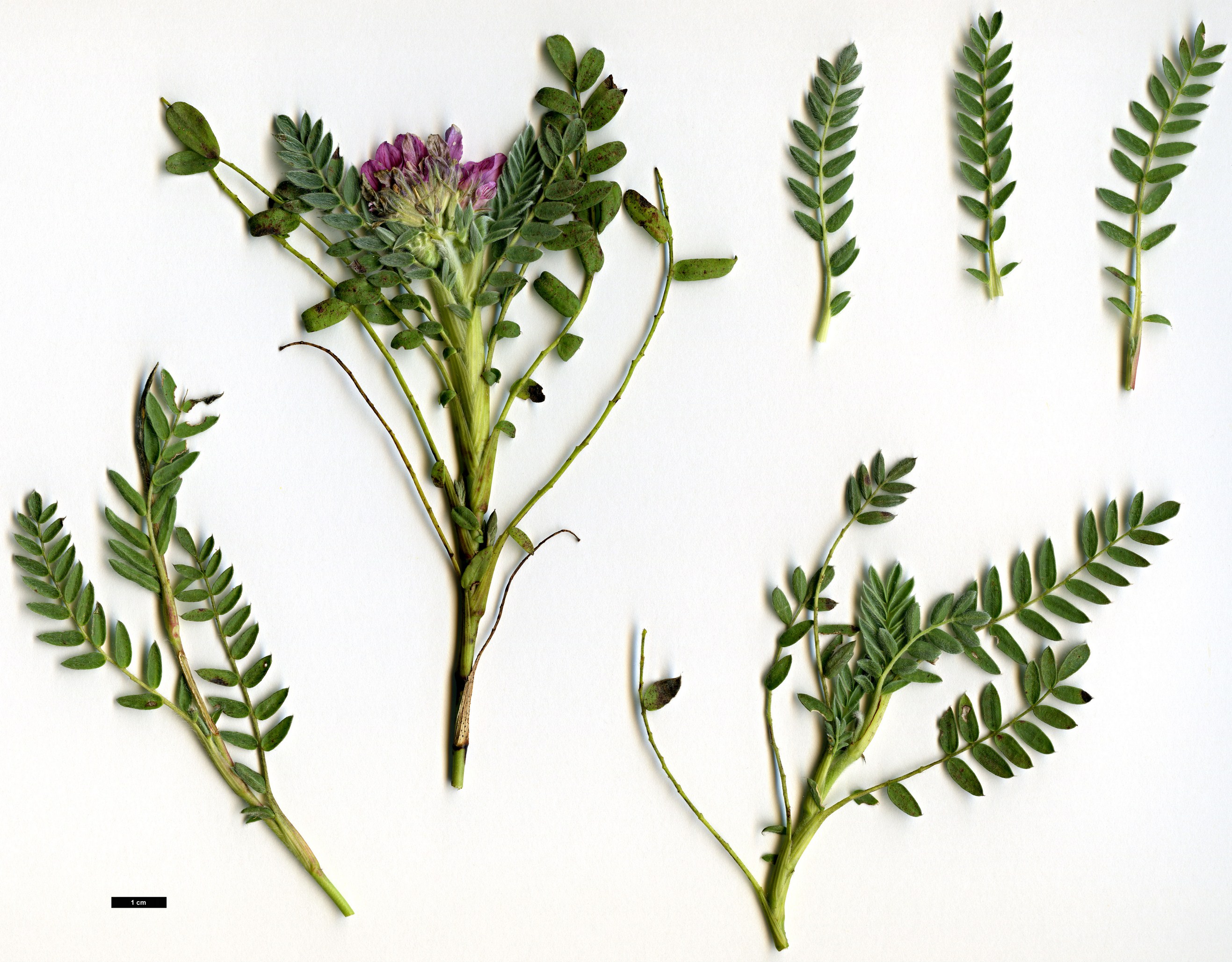 High resolution image: Family: Fabaceae - Genus: Anthyllis - Taxon: montana