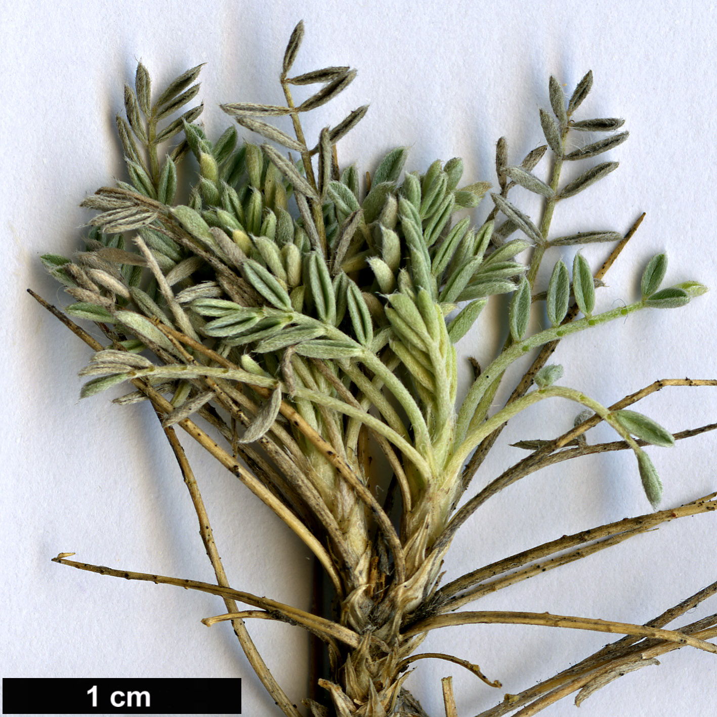 High resolution image: Family: Fabaceae - Genus: Astragalus - Taxon: angustifolius