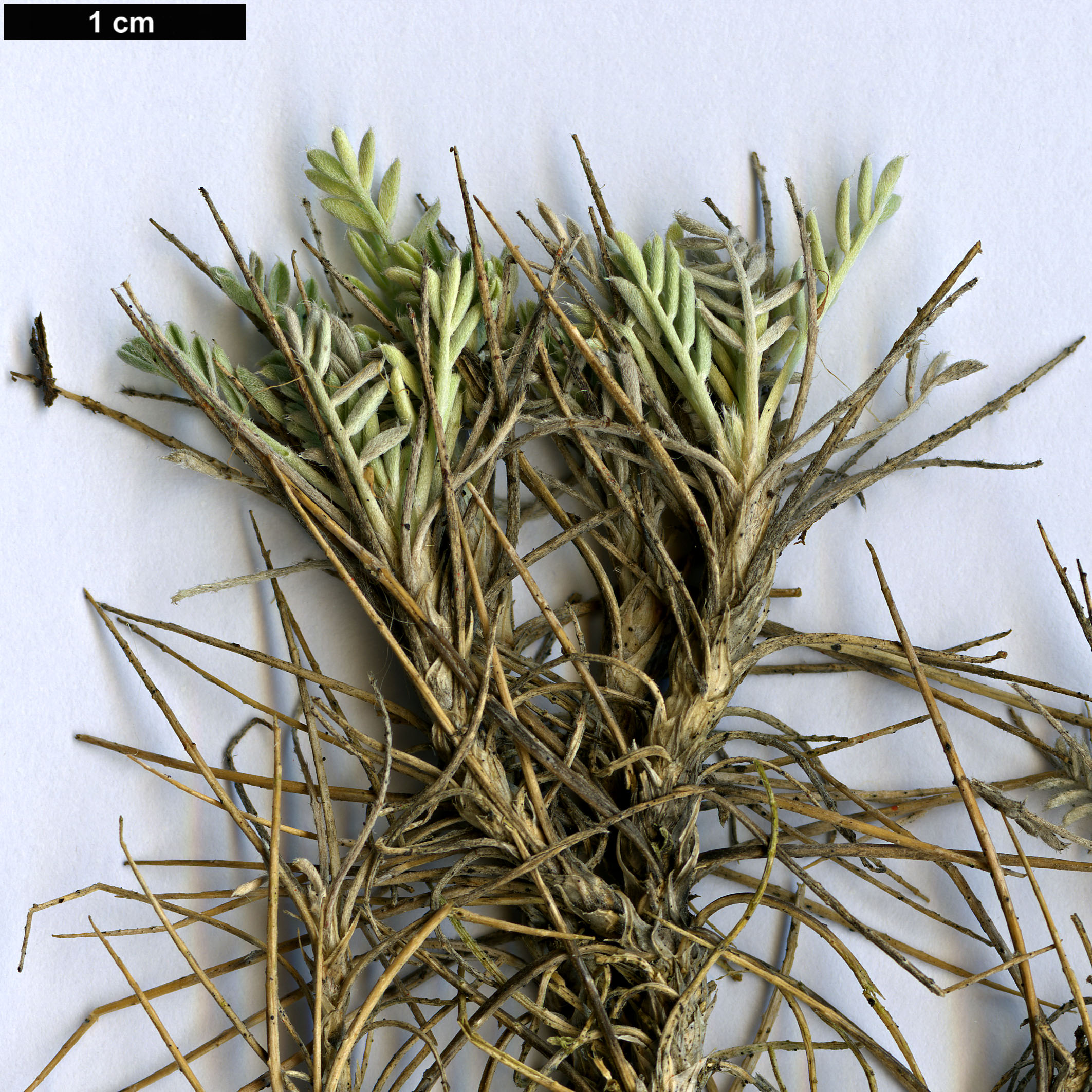 High resolution image: Family: Fabaceae - Genus: Astragalus - Taxon: angustifolius