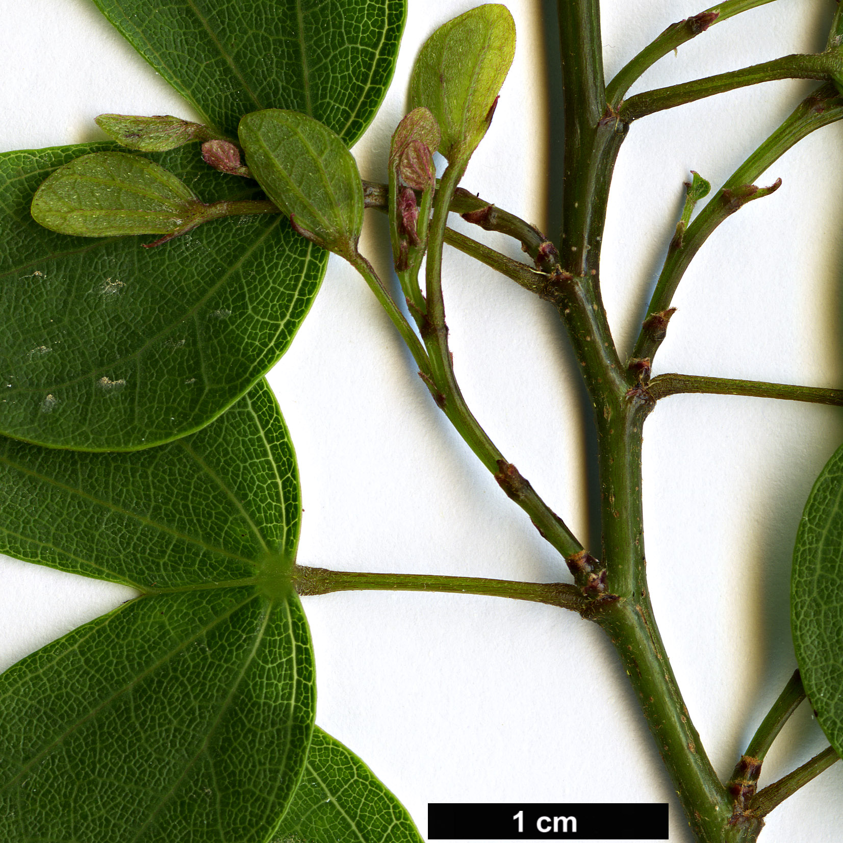 High resolution image: Family: Fabaceae - Genus: Bauhinia - Taxon: bowkeri