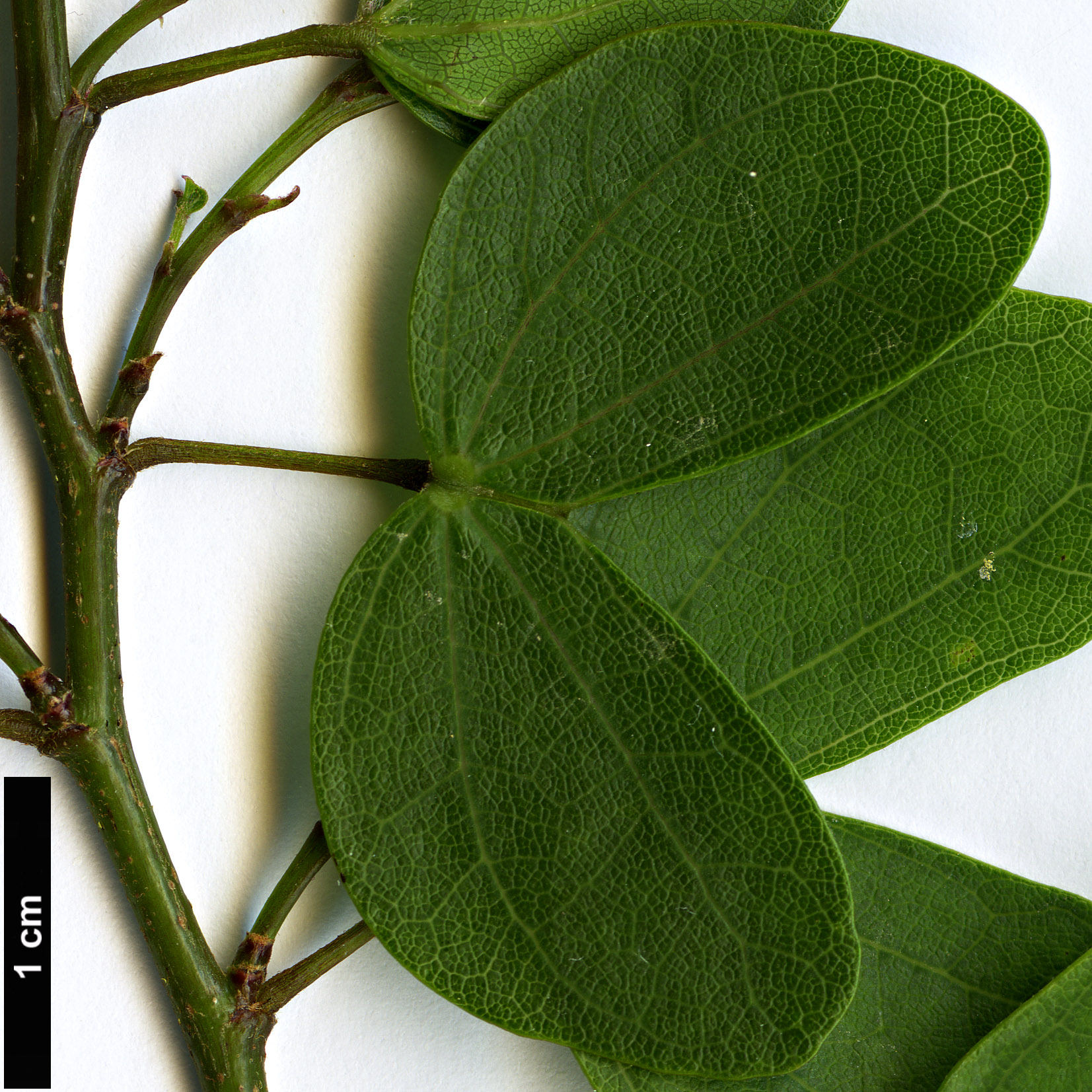 High resolution image: Family: Fabaceae - Genus: Bauhinia - Taxon: bowkeri