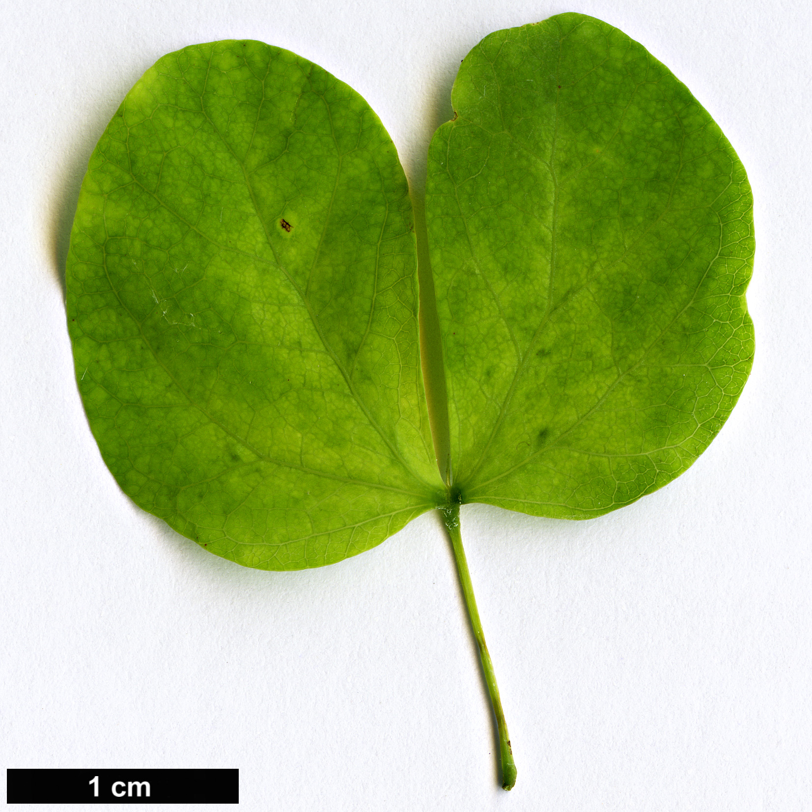 High resolution image: Family: Fabaceae - Genus: Bauhinia - Taxon: natalensis