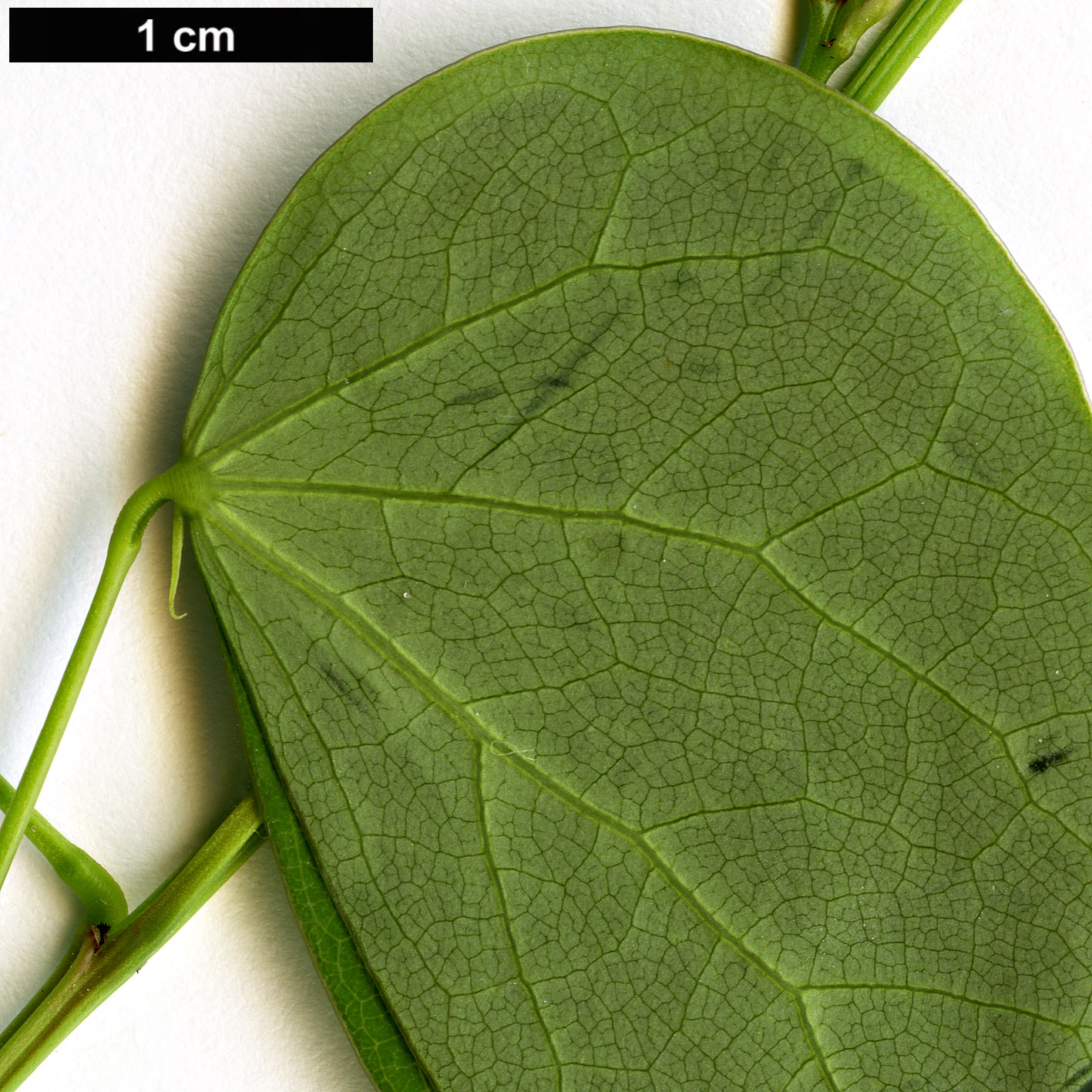 High resolution image: Family: Fabaceae - Genus: Bauhinia - Taxon: yunnanensis