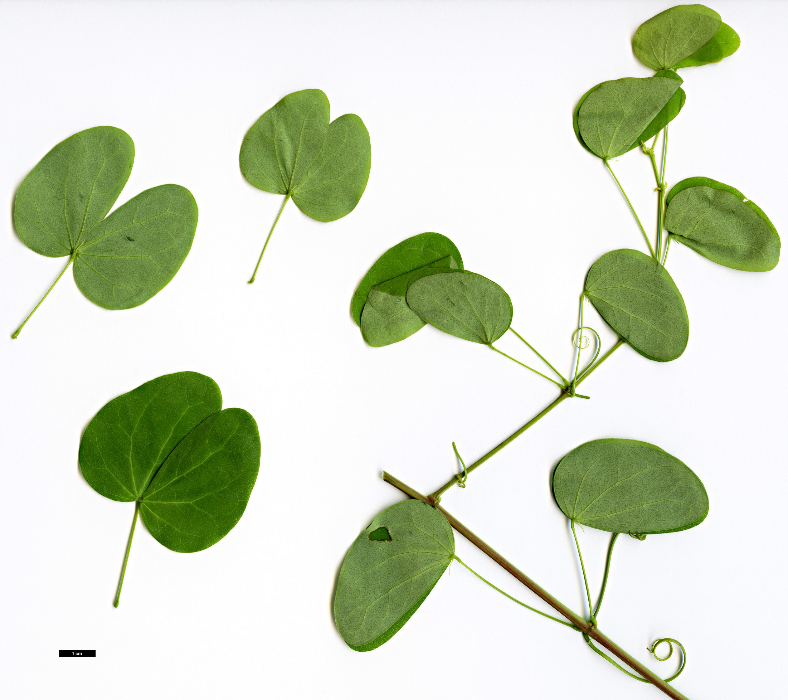 High resolution image: Family: Fabaceae - Genus: Bauhinia - Taxon: yunnanensis