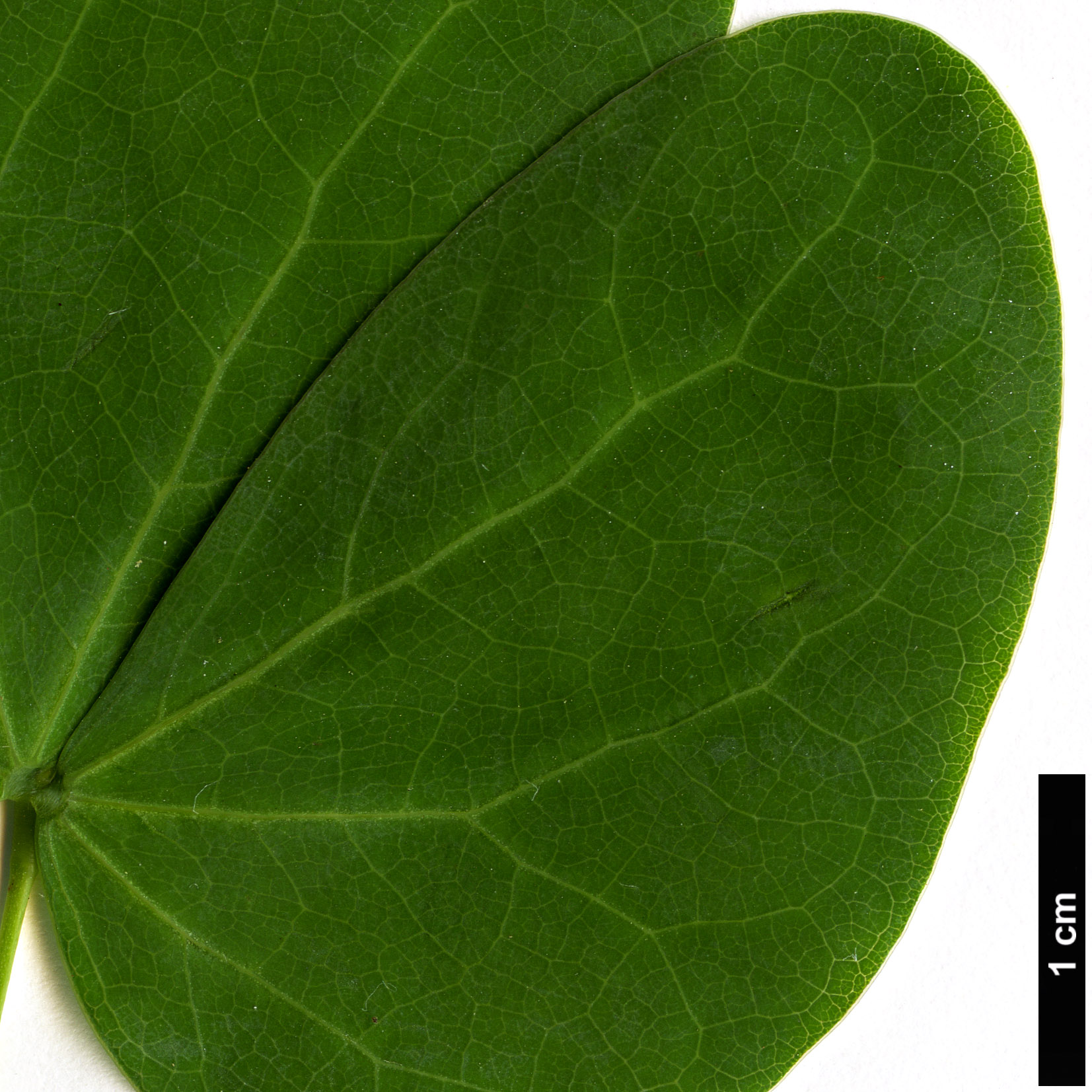 High resolution image: Family: Fabaceae - Genus: Bauhinia - Taxon: yunnanensis