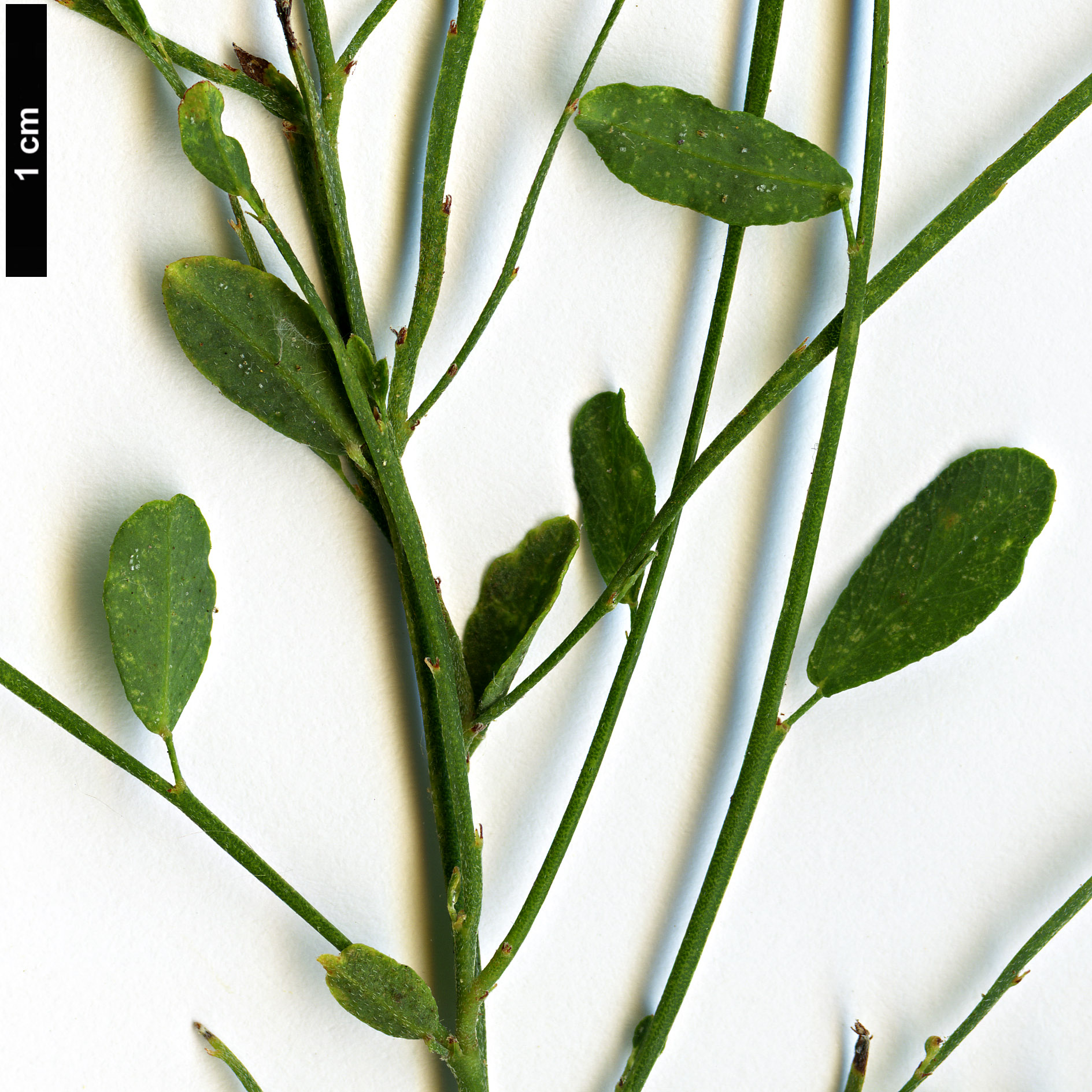 High resolution image: Family: Fabaceae - Genus: Bossiaea - Taxon: praetermissa