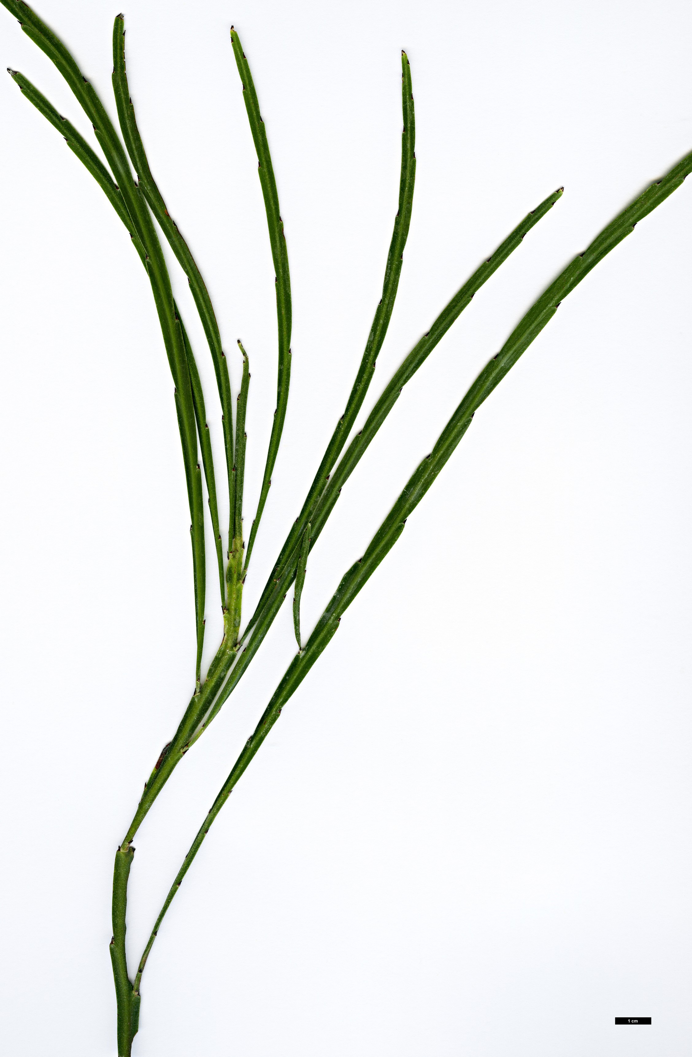 High resolution image: Family: Fabaceae - Genus: Bossiaea - Taxon: riparia