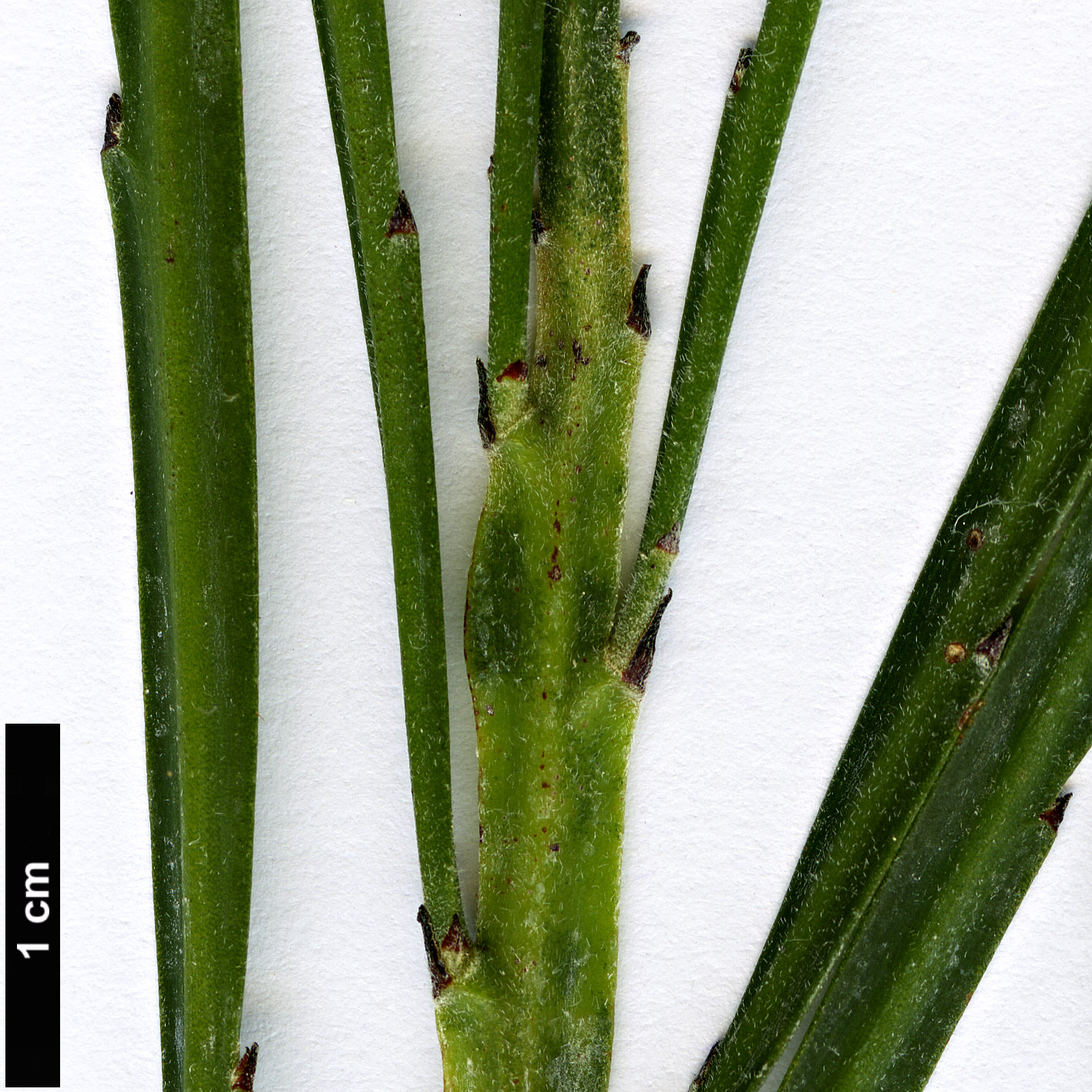 High resolution image: Family: Fabaceae - Genus: Bossiaea - Taxon: riparia