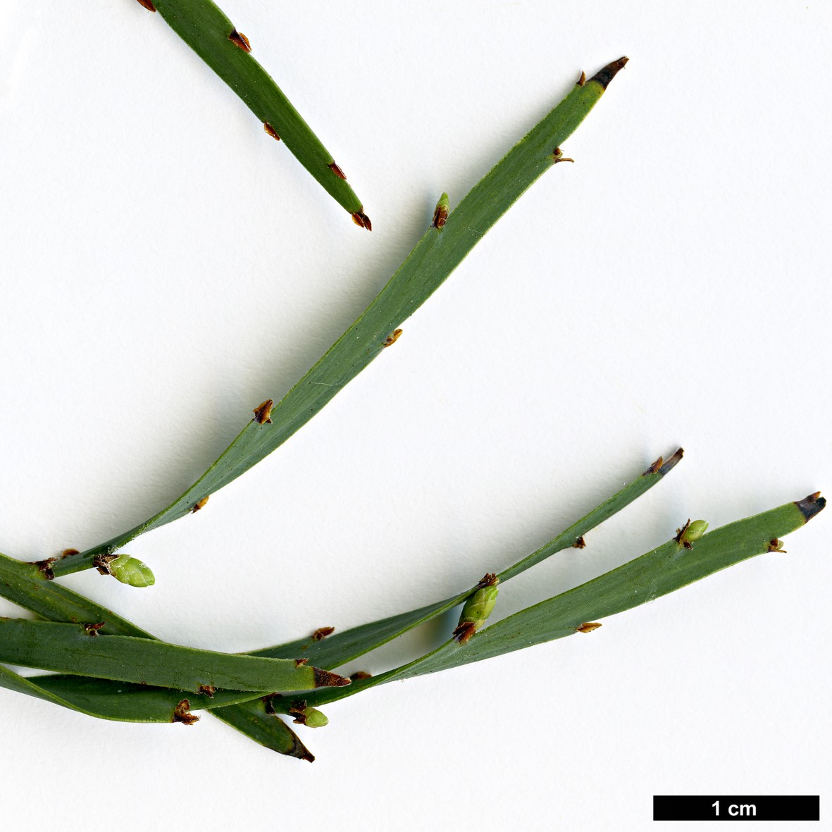 High resolution image: Family: Fabaceae - Genus: Bossiaea - Taxon: walkeri