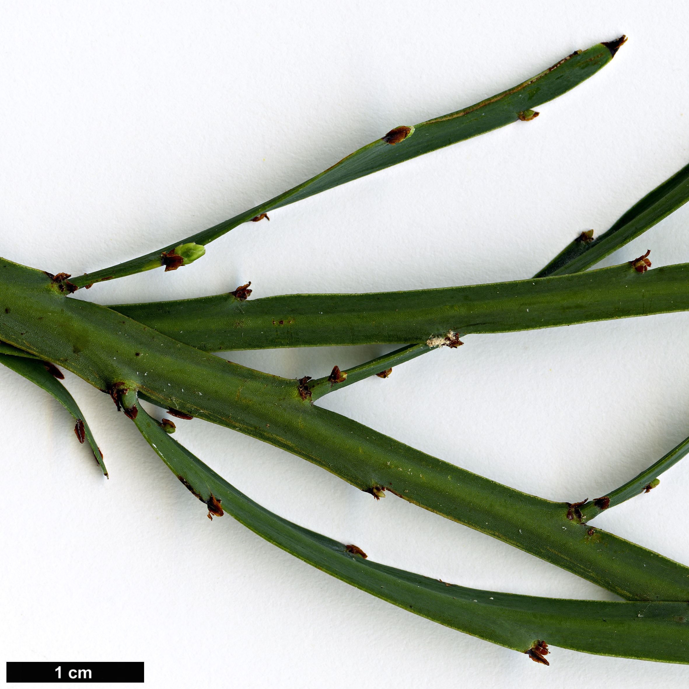 High resolution image: Family: Fabaceae - Genus: Bossiaea - Taxon: walkeri