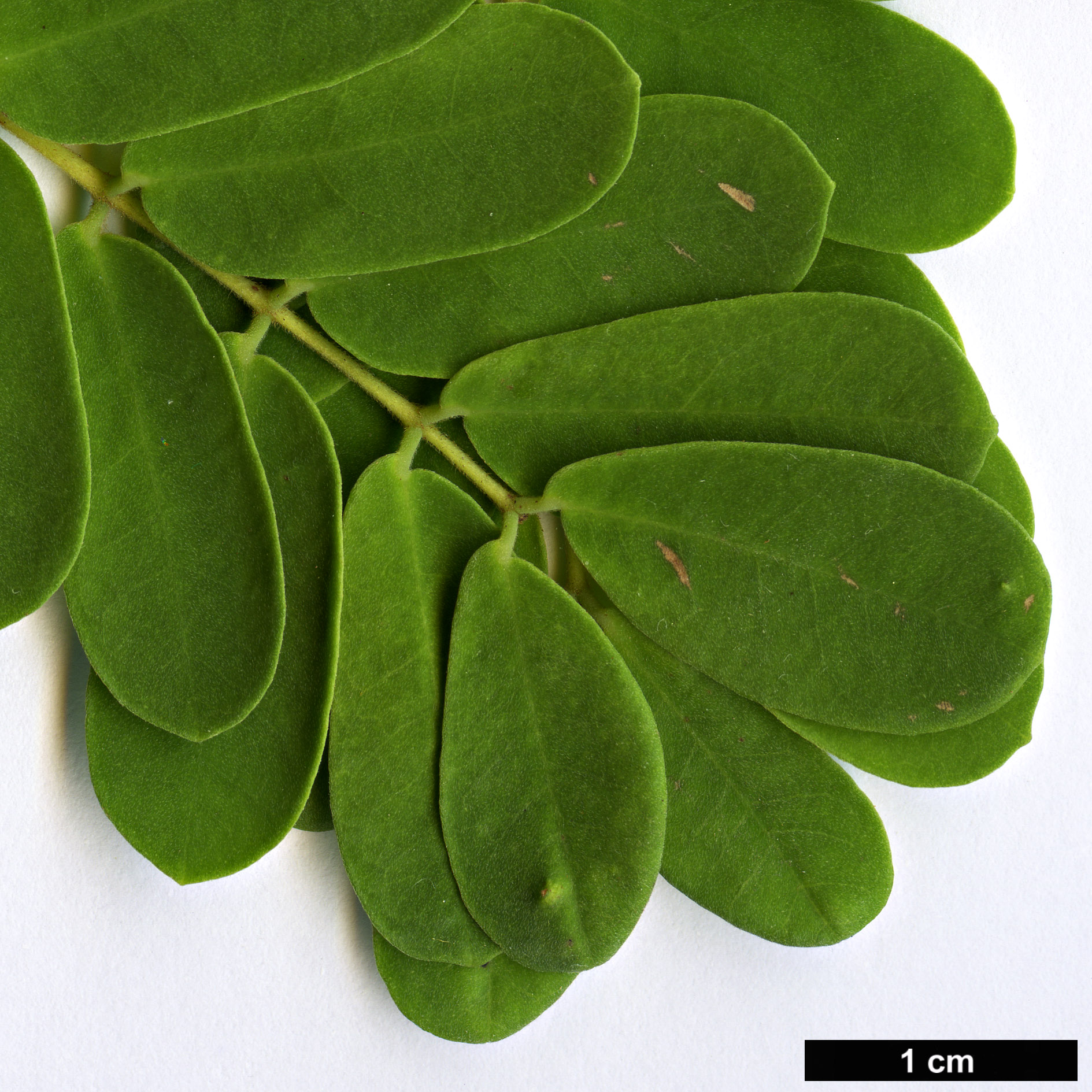 High resolution image: Family: Fabaceae - Genus: Caesalpinia - Taxon: bonduc