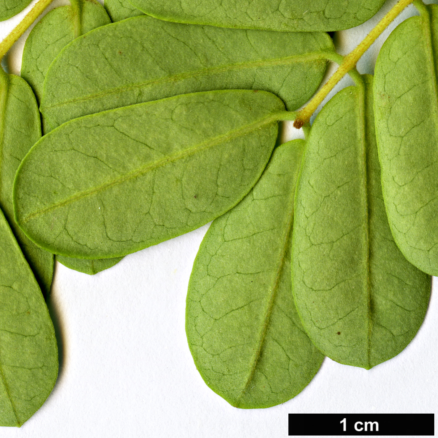 High resolution image: Family: Fabaceae - Genus: Caesalpinia - Taxon: bonduc