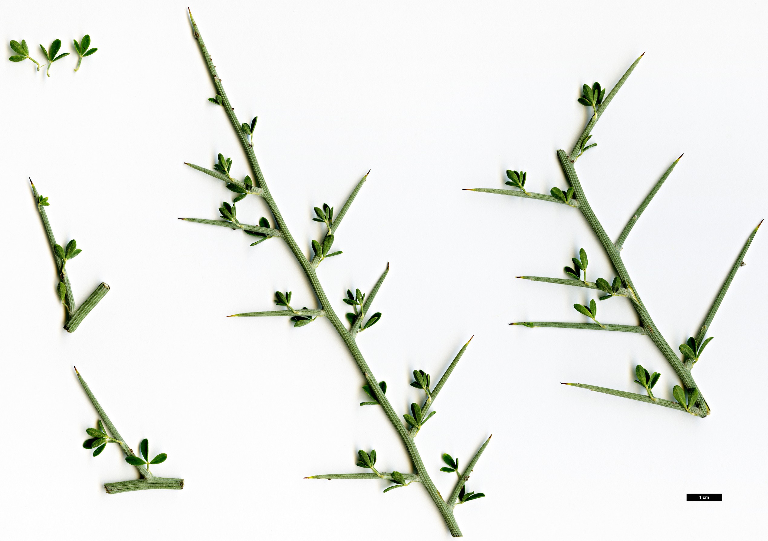 High resolution image: Family: Fabaceae - Genus: Calicotome - Taxon: villosa High resolution image: Family: Fabaceae - Genus: Calicotome - Taxon: villosa