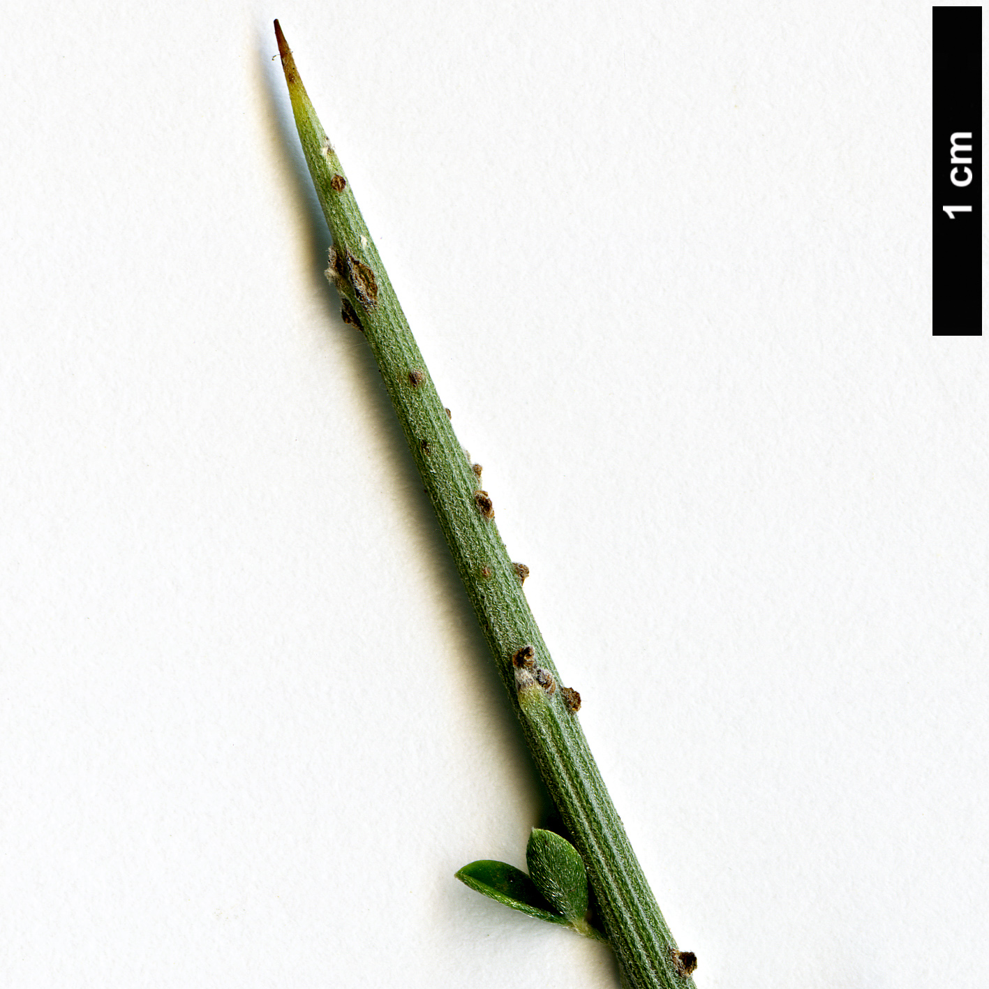 High resolution image: Family: Fabaceae - Genus: Calicotome - Taxon: villosa High resolution image: Family: Fabaceae - Genus: Calicotome - Taxon: villosa