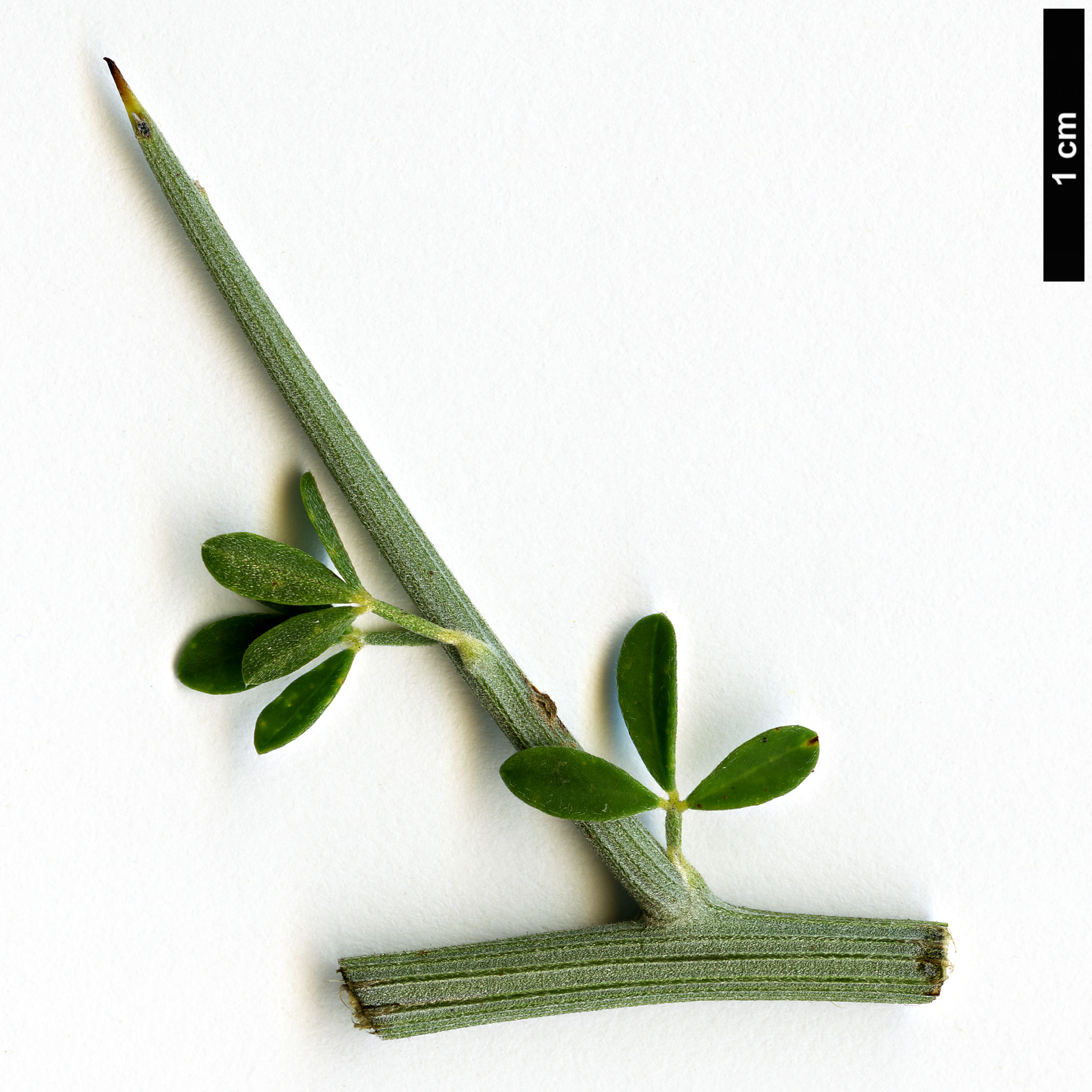 High resolution image: Family: Fabaceae - Genus: Calicotome - Taxon: villosa High resolution image: Family: Fabaceae - Genus: Calicotome - Taxon: villosa