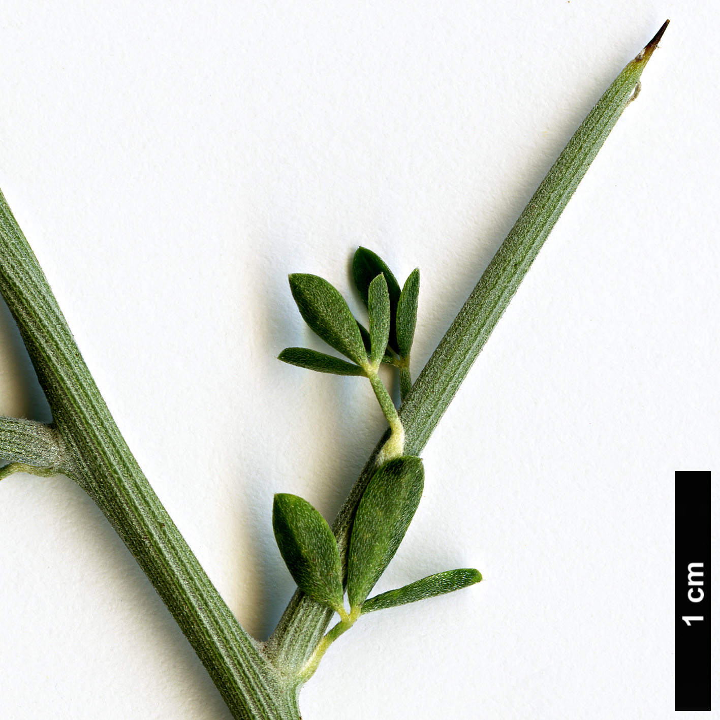 High resolution image: Family: Fabaceae - Genus: Calicotome - Taxon: villosa High resolution image: Family: Fabaceae - Genus: Calicotome - Taxon: villosa