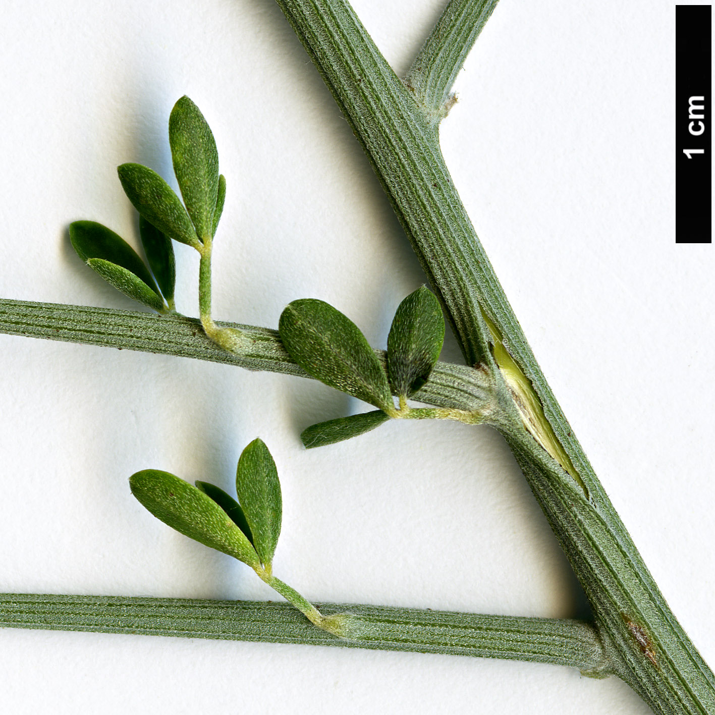 High resolution image: Family: Fabaceae - Genus: Calicotome - Taxon: villosa High resolution image: Family: Fabaceae - Genus: Calicotome - Taxon: villosa